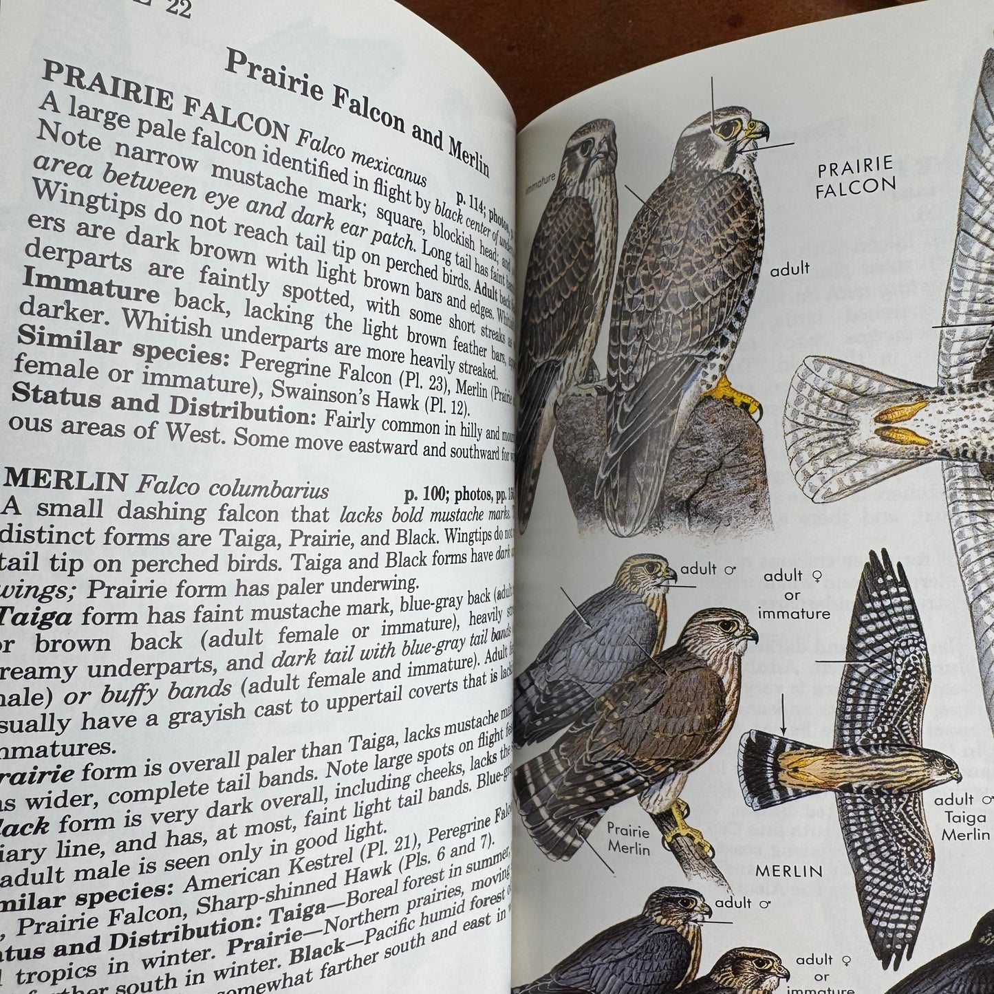 Peterson Field Guides: Hawks, Signed, Brian K. Wheeler, 1987 Paperback