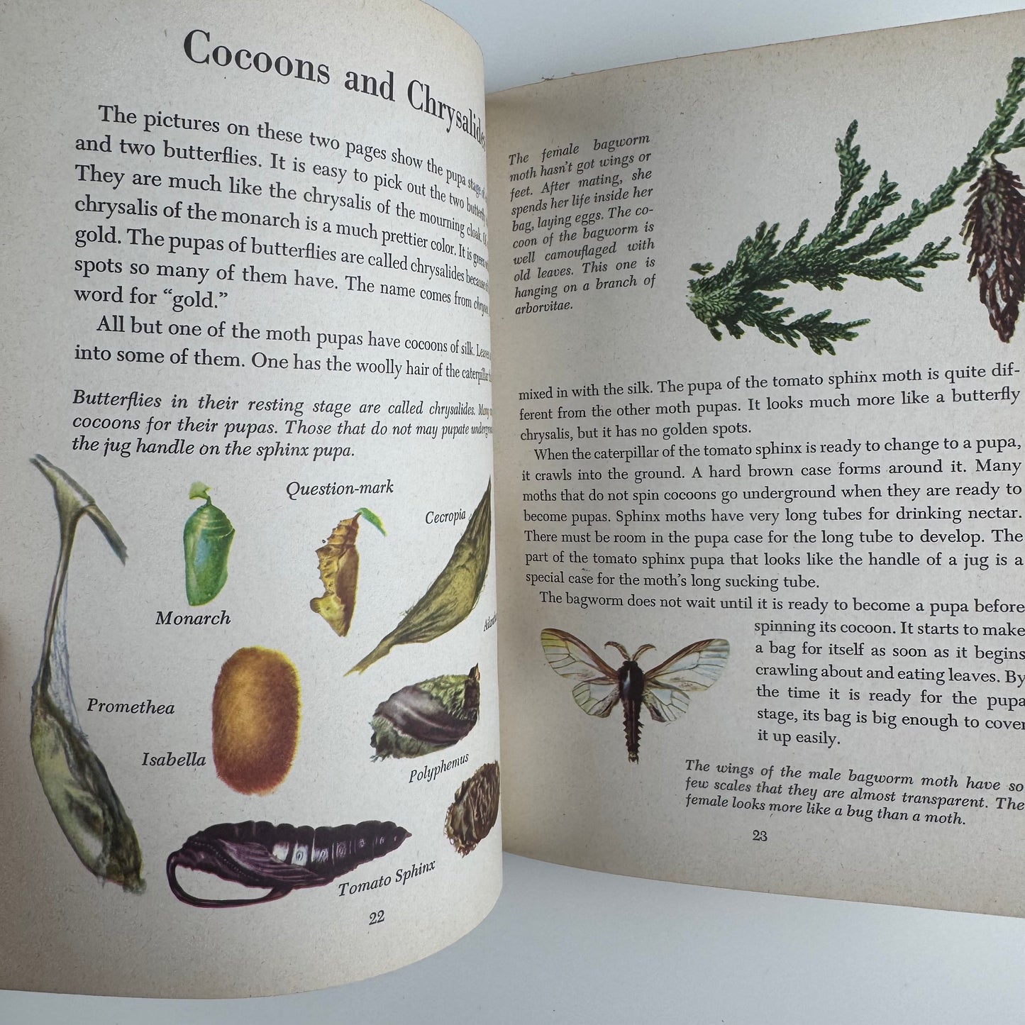 Butterflies and Moths, A Deluxe Edition, Golden Library of Knowledge, 1958 Nature Study Hardcover