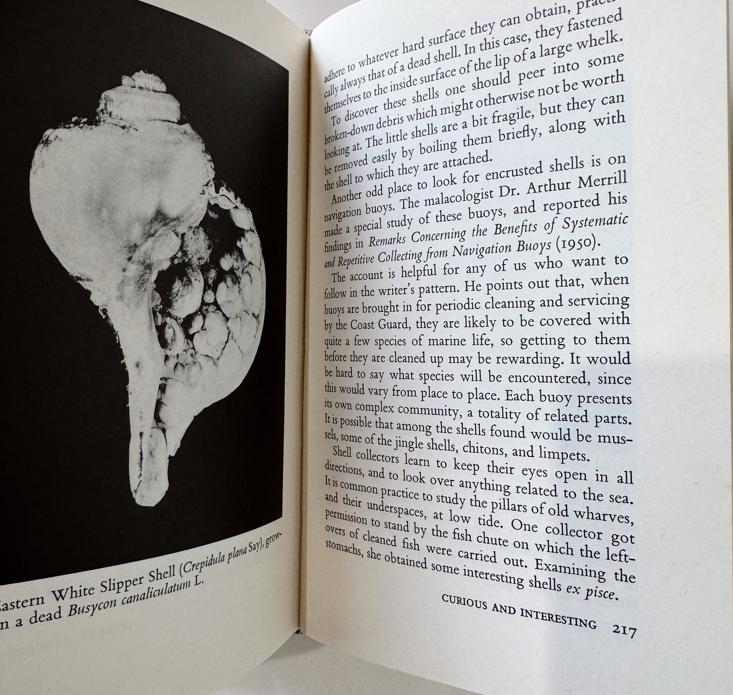 Seashell Parade: Fascinating Facts, Pictures, and Stories, Hardcover 1973