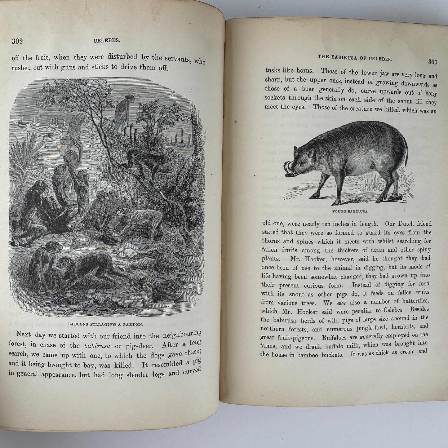 In the Eastern Seas, The Kingston Library, 1892 Boys' Young Adult Adventure Novel Hardcover