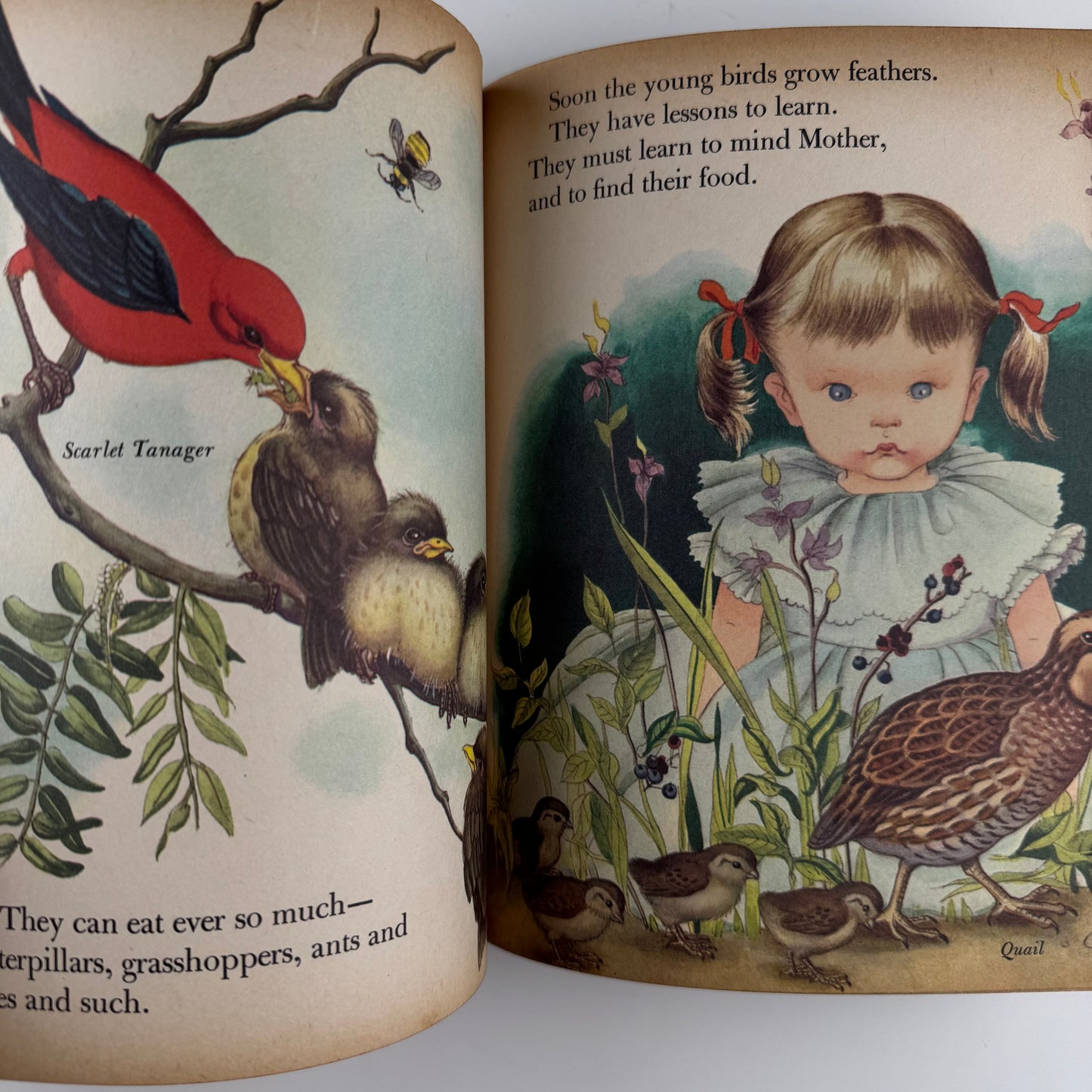 Birds, A Giant Little Golden Book: 56 Full Color Bird Illustrations, 1958 First Edition "A" Hardcover Nature Study