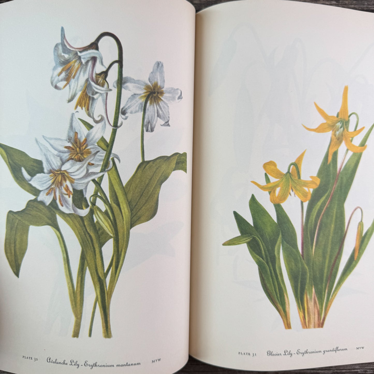 Wild Flowers of America, Oversized Hardcover, H.W. Rickett, 1953