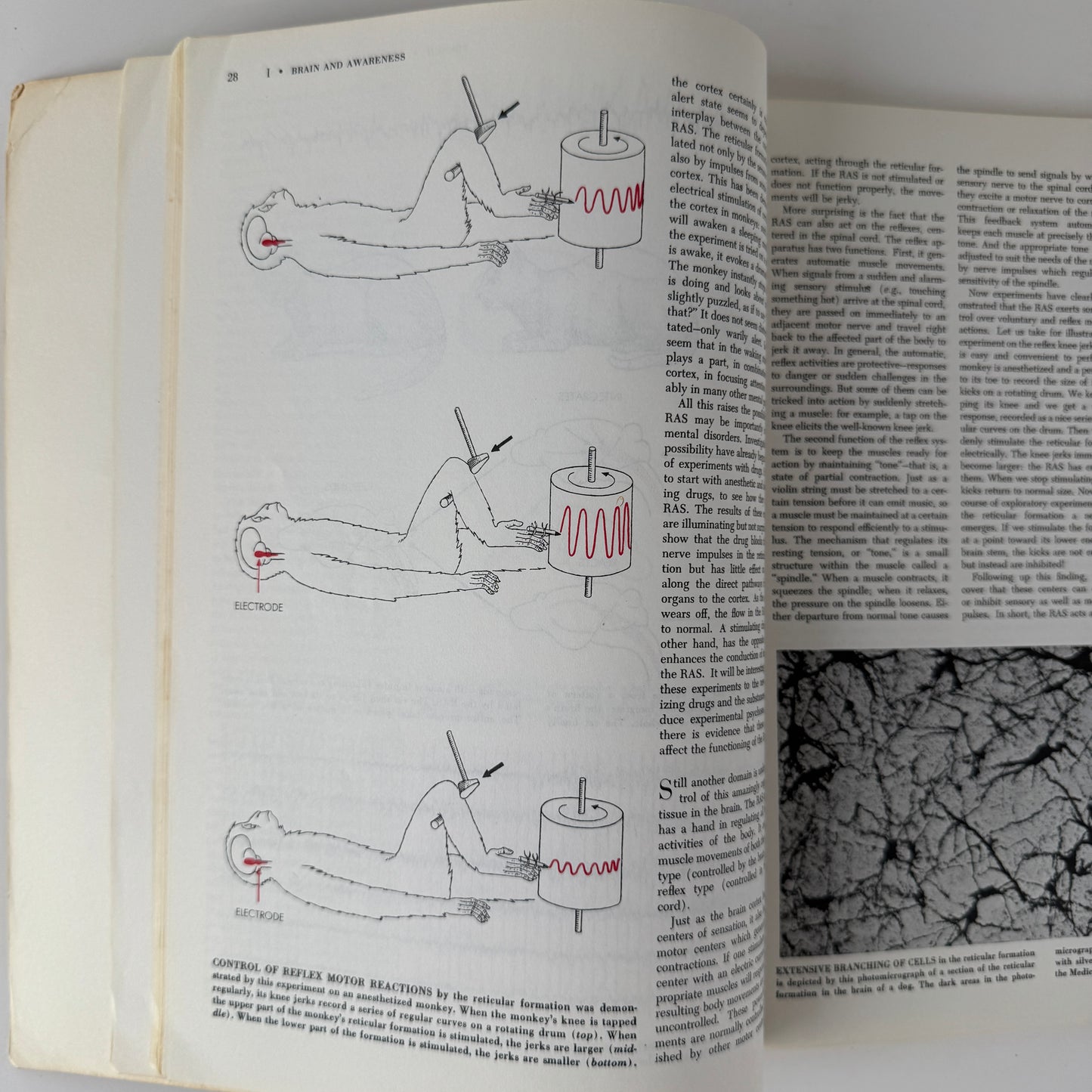 Altered States of Awareness — Scientific American Readings — 1972 Vintage Psychology & Consciousness Studies Paperback