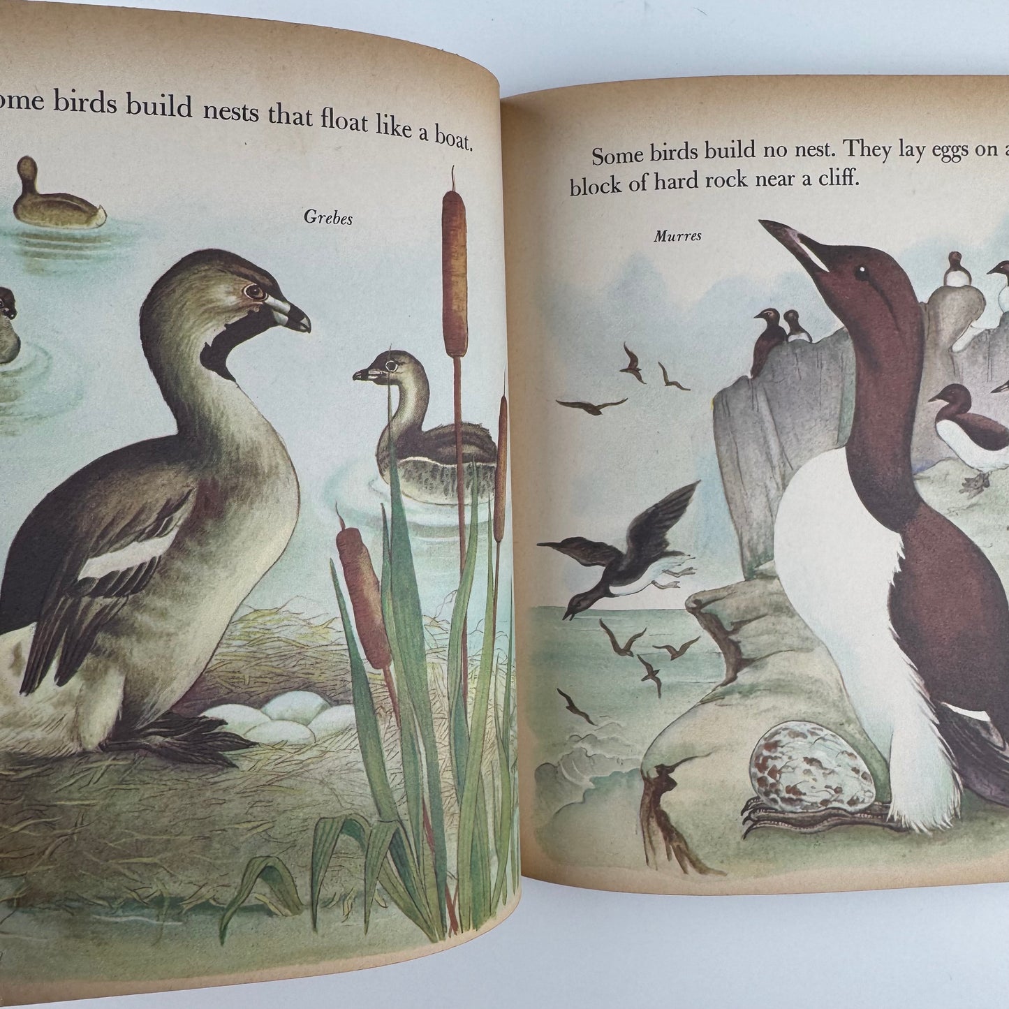 Birds, A Giant Little Golden Book: 56 Full Color Bird Illustrations, 1958 First Edition "A" Hardcover Nature Study