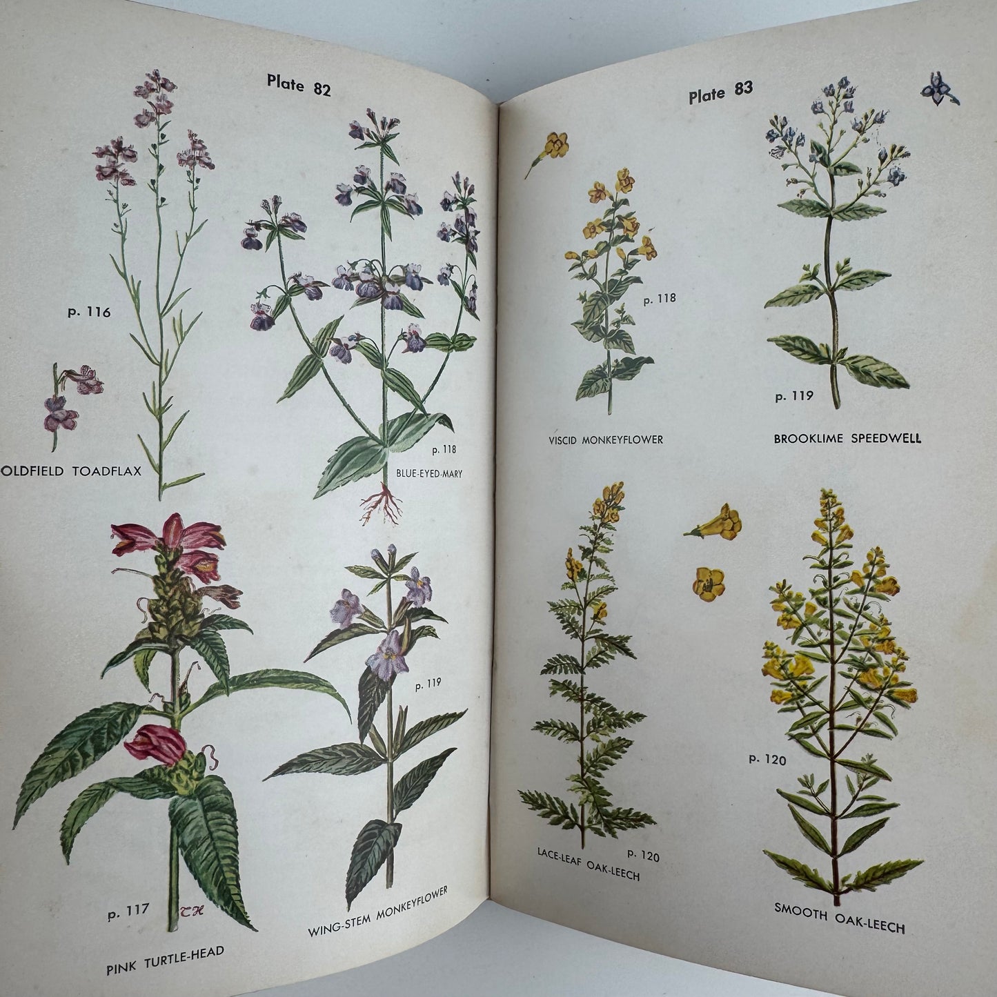 Wild Flower Guide: Northeastern and Midland United States, Doubleday Nature Guides, 1948