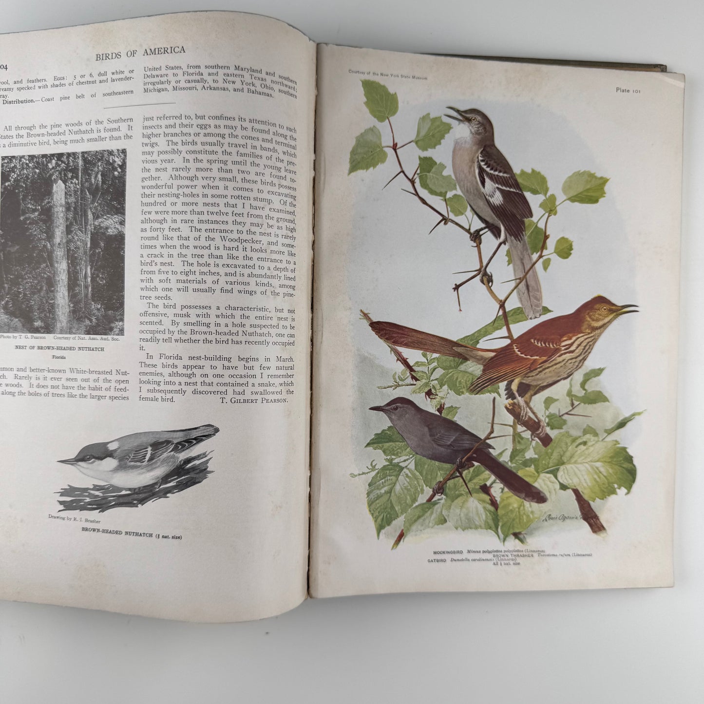 Birds of America, Oversized Illustrated 1936 Hardcover, Brasher, Fuertes