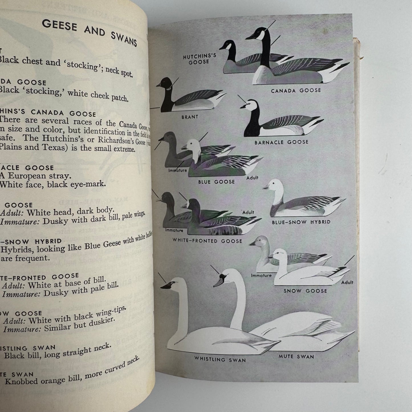 Roger Tory Peterson Set, A Field Guide to Western Birds and Field Guide to the Birds