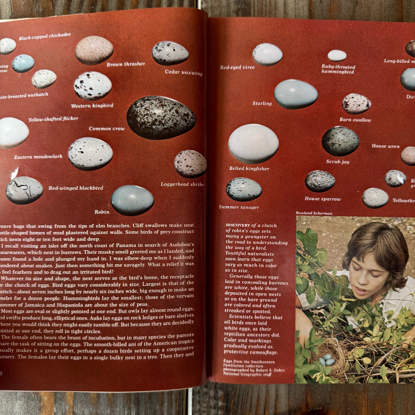 National Geographic Song and Garden Birds of North America, 1964