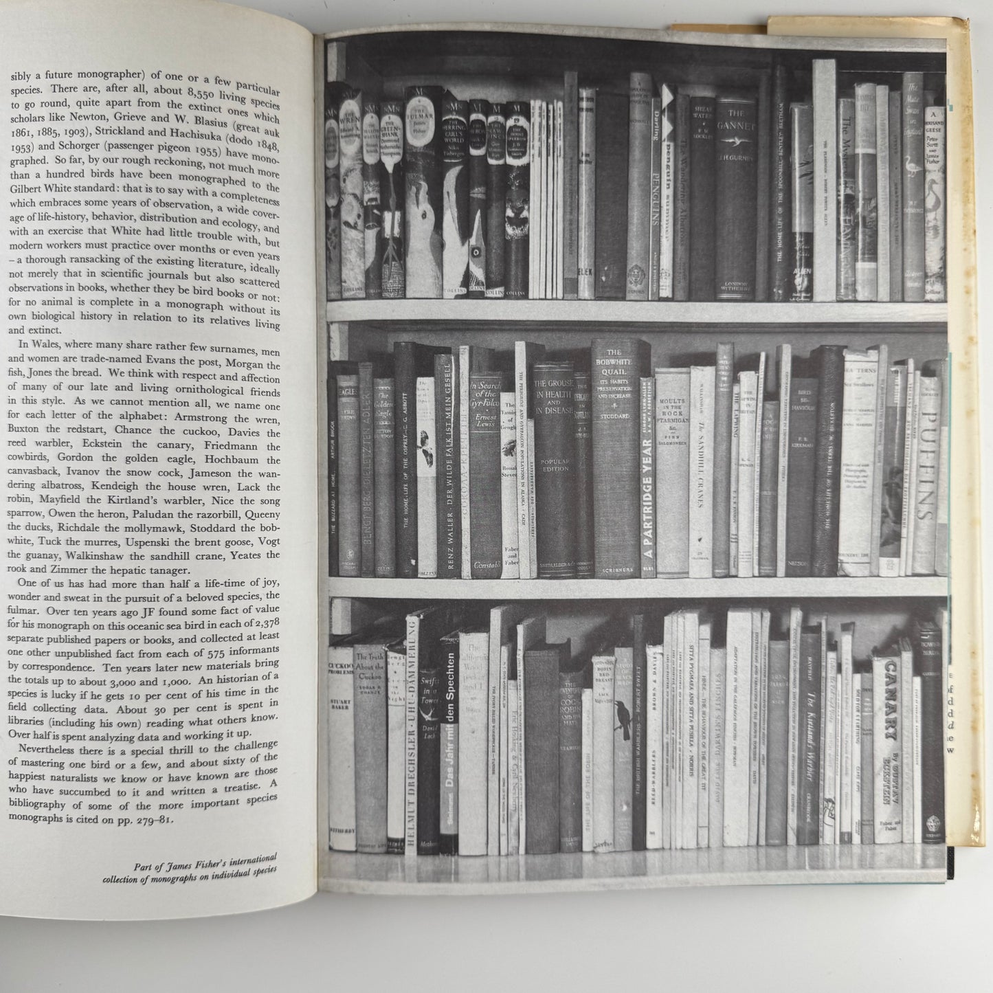 The World of Birds, James Fisher and Roger Tory Peterson, 1964 Illustrated Oversized Hardcover