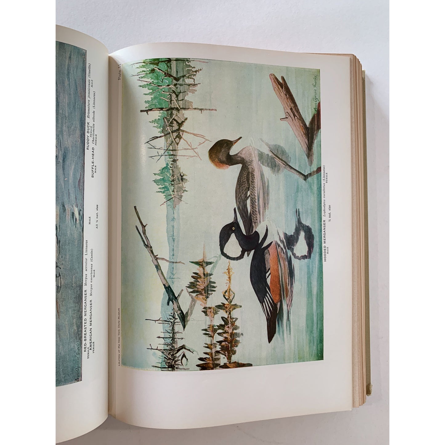 Birds of America, Oversized Illustrated 1936 Hardcover