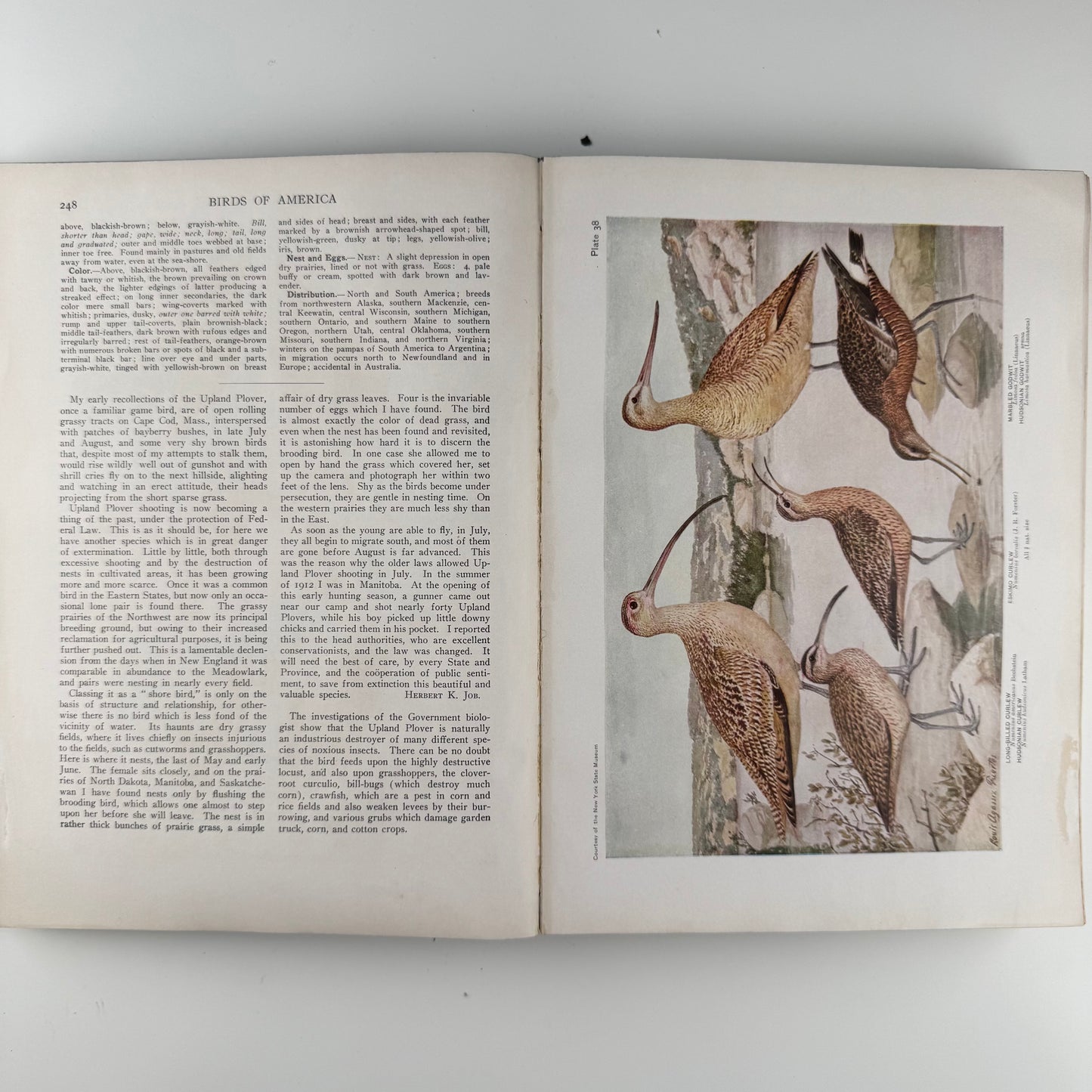 Birds of America, Oversized Illustrated 1936 Hardcover, Brasher, Fuertes