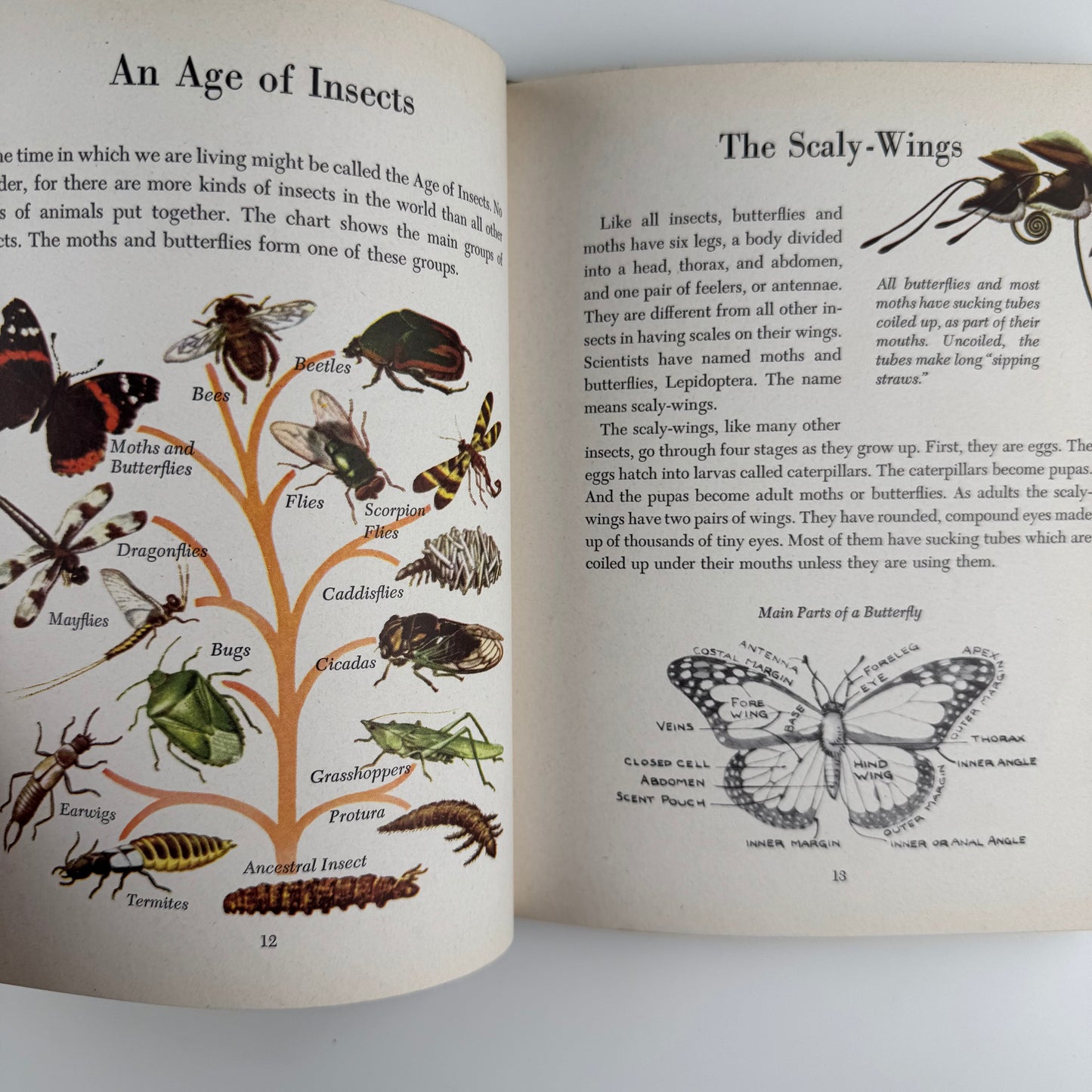 Butterflies and Moths, A Deluxe Edition, Golden Library of Knowledge, 1958 Nature Study Hardcover