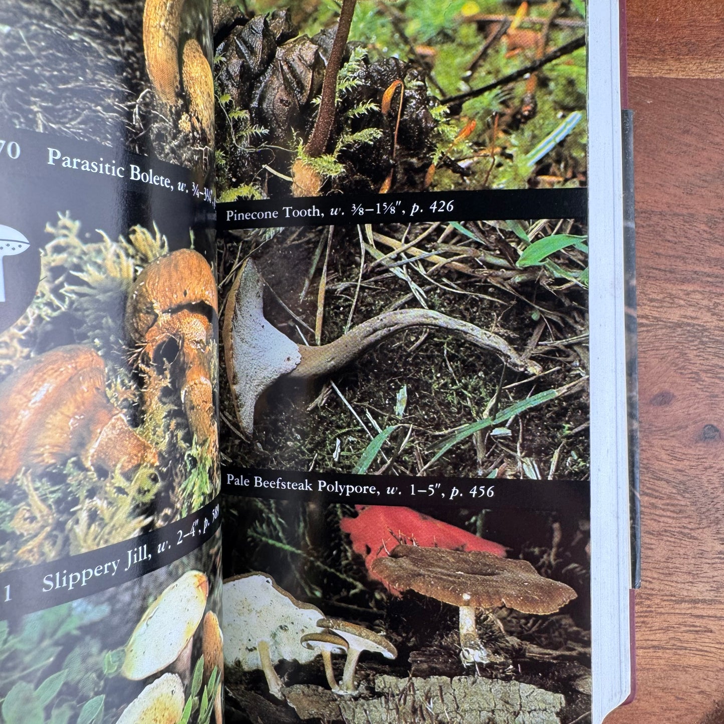 National Audubon Society Field Guide to North American Mushrooms, 1998