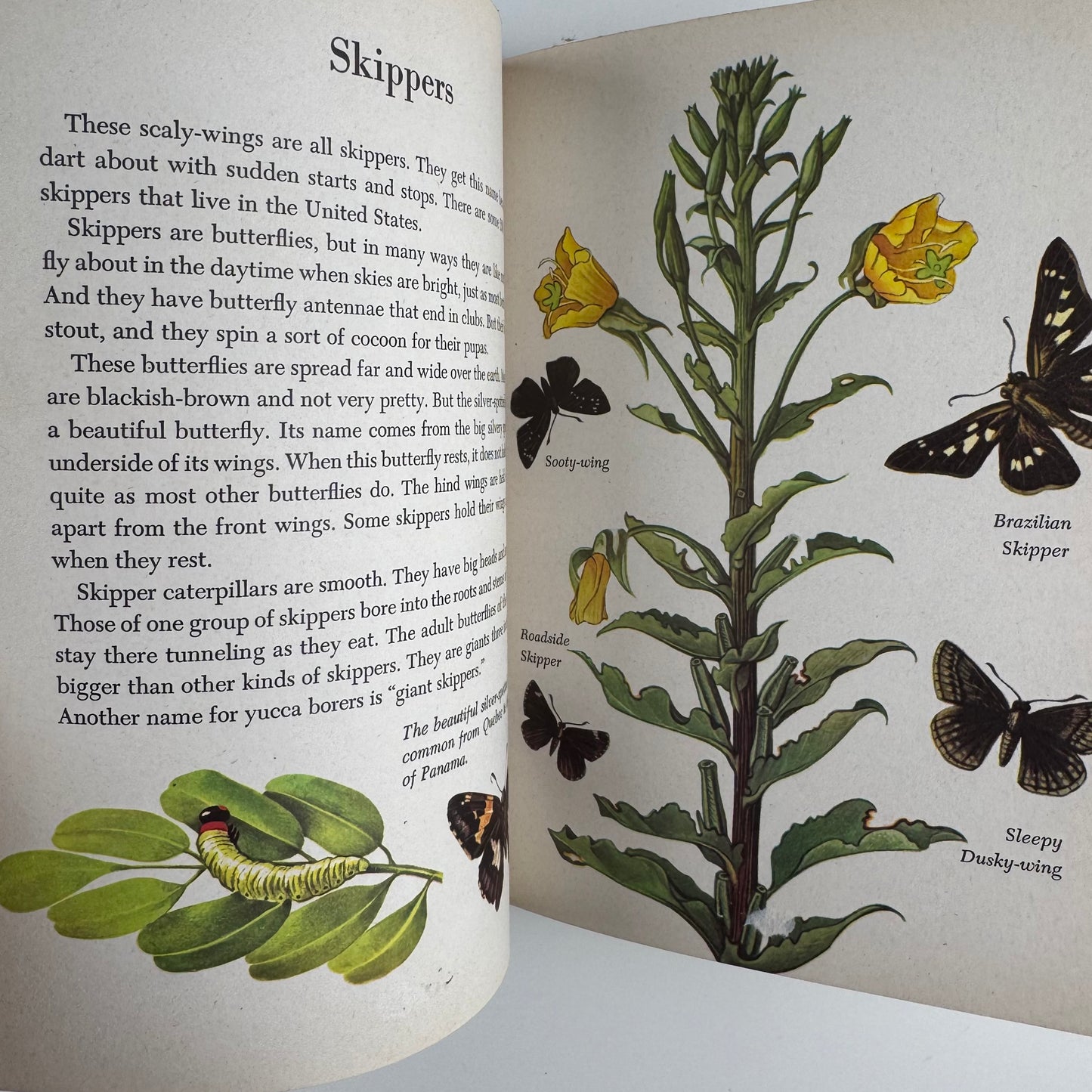 Butterflies and Moths, A Deluxe Edition, Golden Library of Knowledge, 1958 Nature Study Hardcover