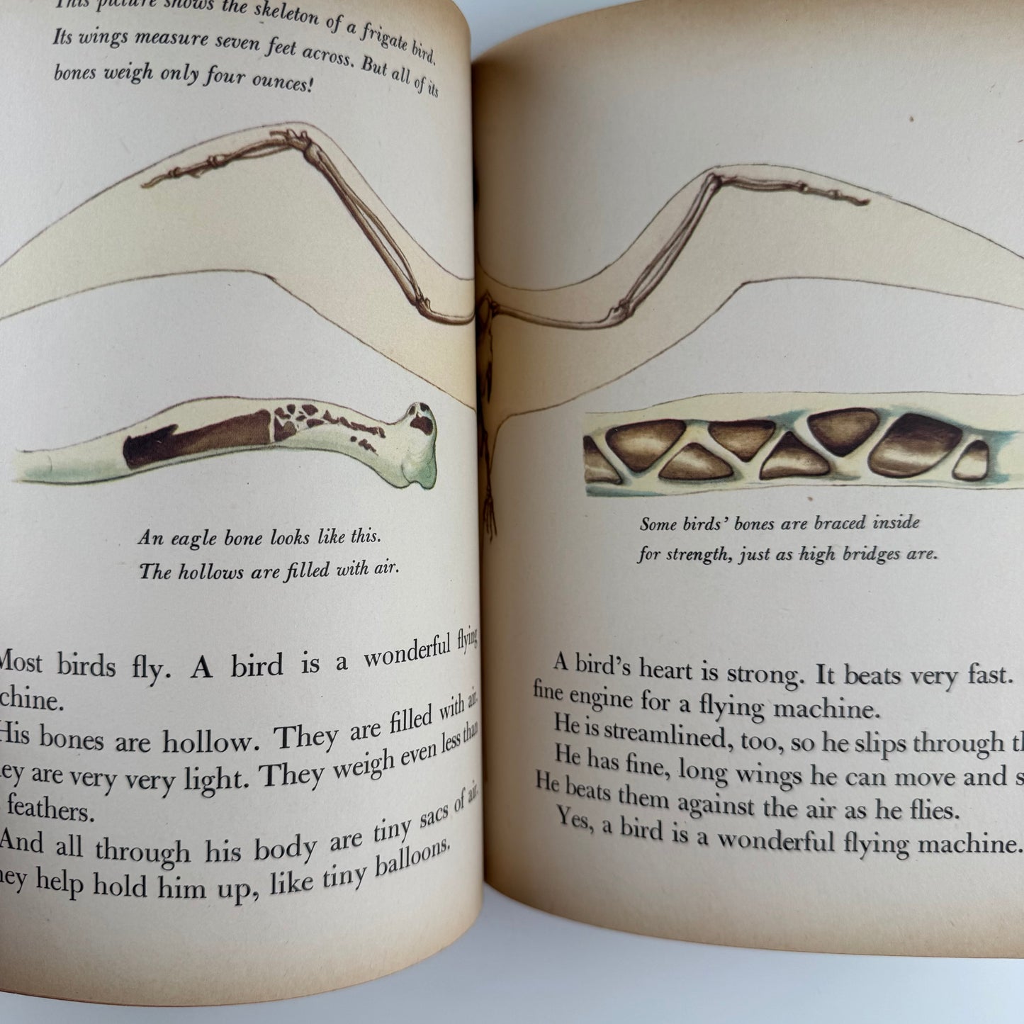 Birds, A Giant Little Golden Book: 56 Full Color Bird Illustrations, 1958 First Edition "A" Hardcover Nature Study