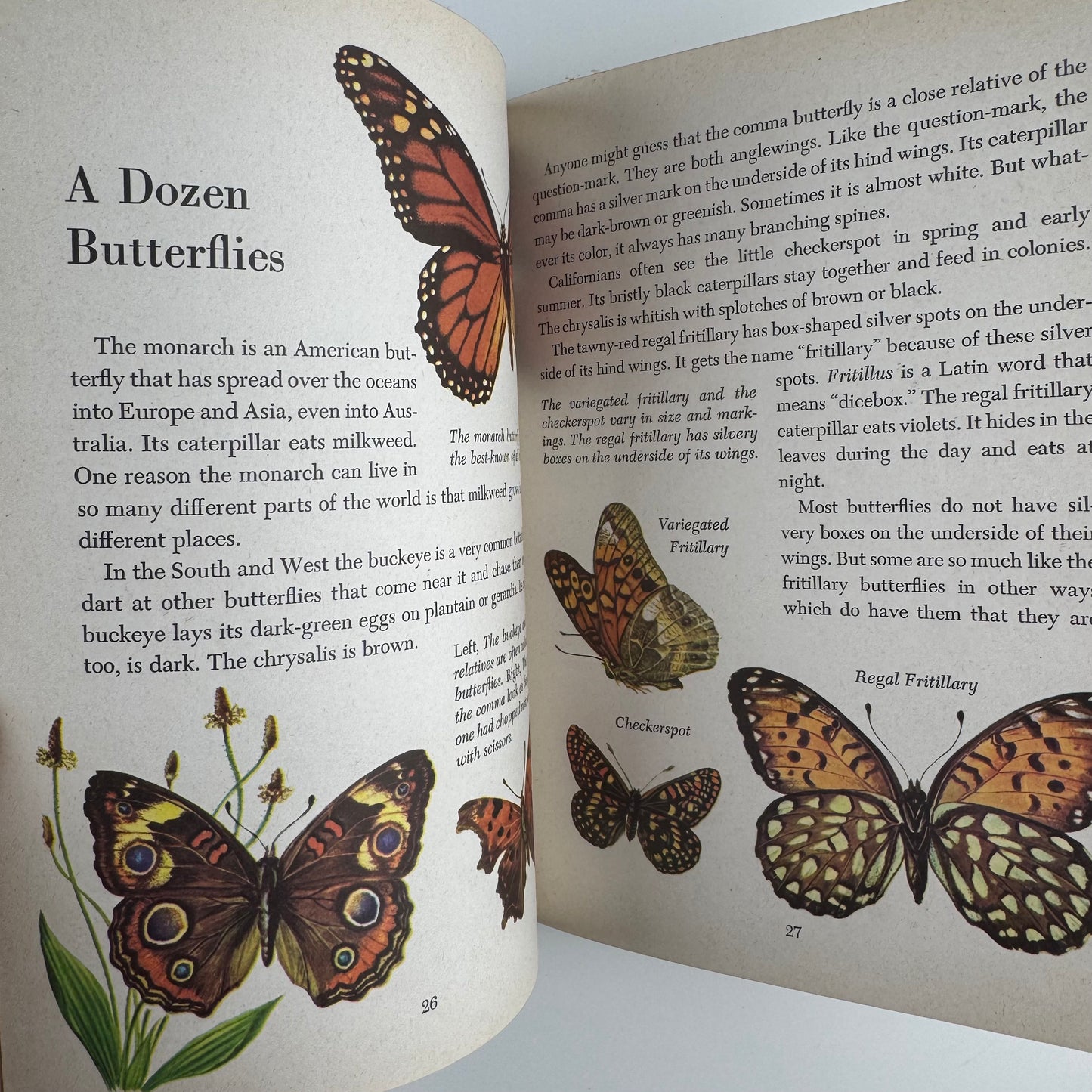 Butterflies and Moths, A Deluxe Edition, Golden Library of Knowledge, 1958 Nature Study Hardcover