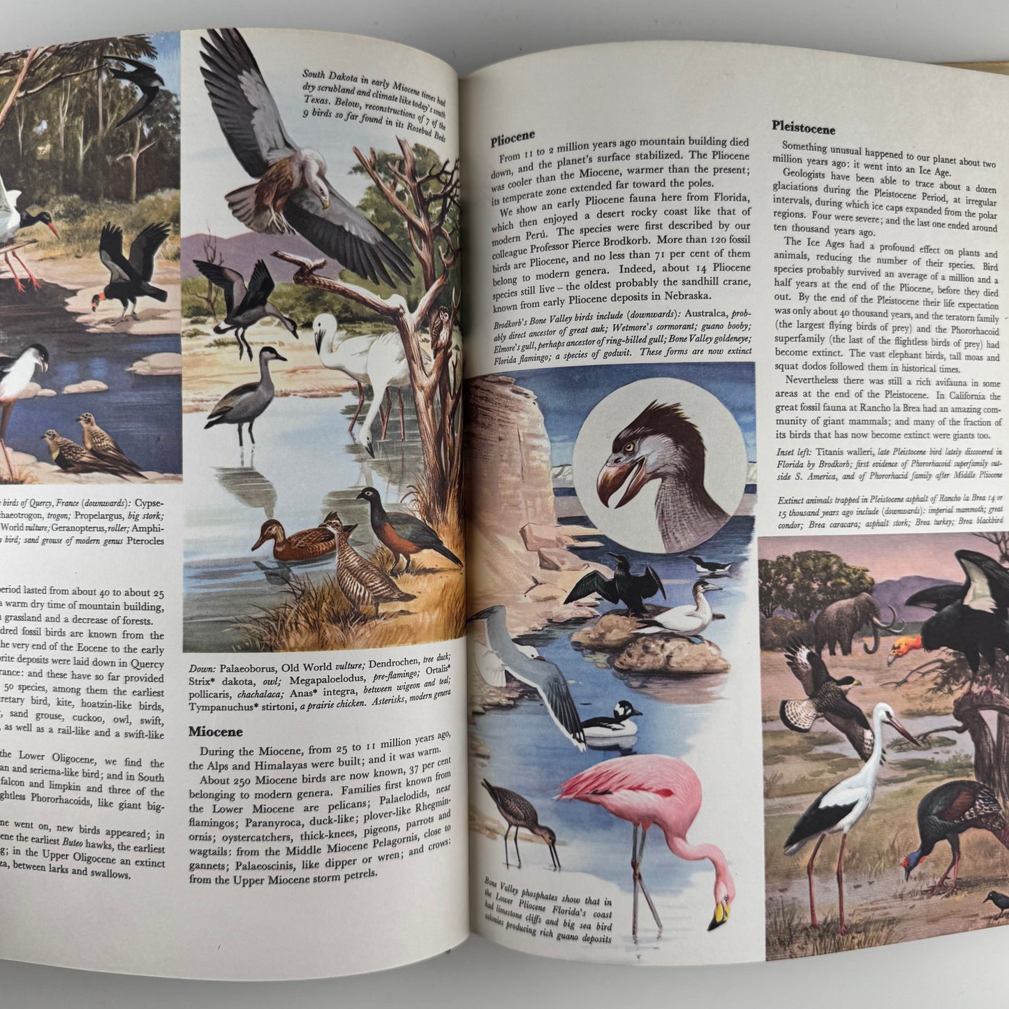 The World of Birds, James Fisher and Roger Tory Peterson, 1964 Illustrated Oversized Hardcover