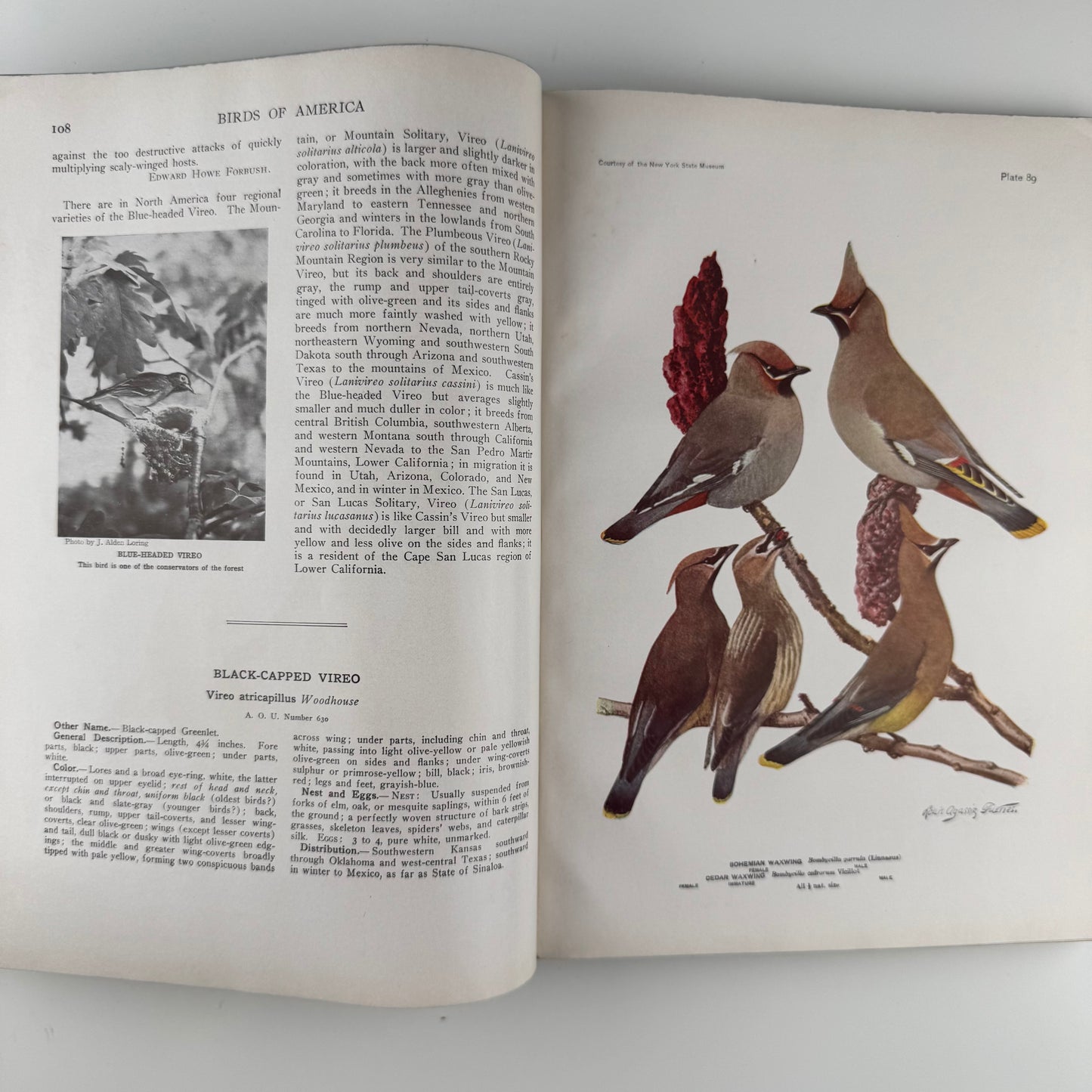 Birds of America, Oversized Illustrated 1936 Hardcover, Brasher, Fuertes