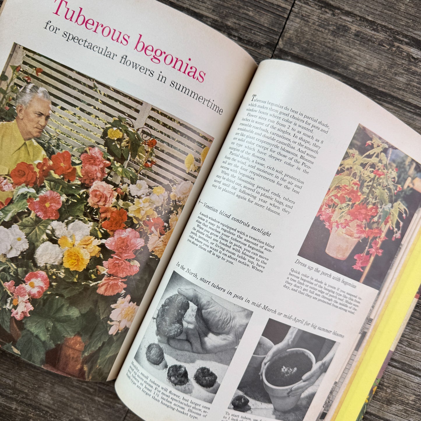 Better Homes and Gardens Houseplants, 1959