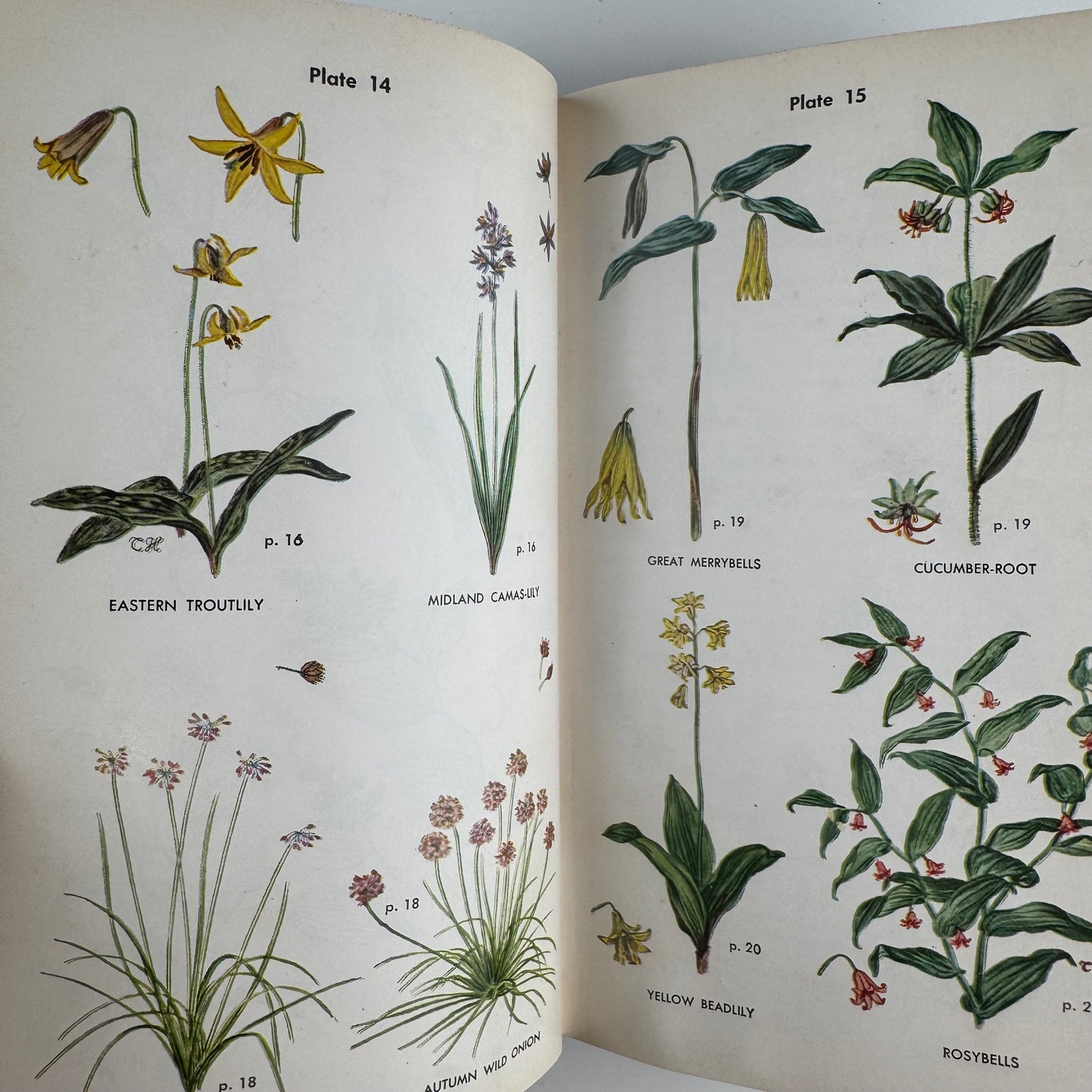 Wild Flower Guide: Northeastern and Midland United States, Doubleday Nature Guides, 1948
