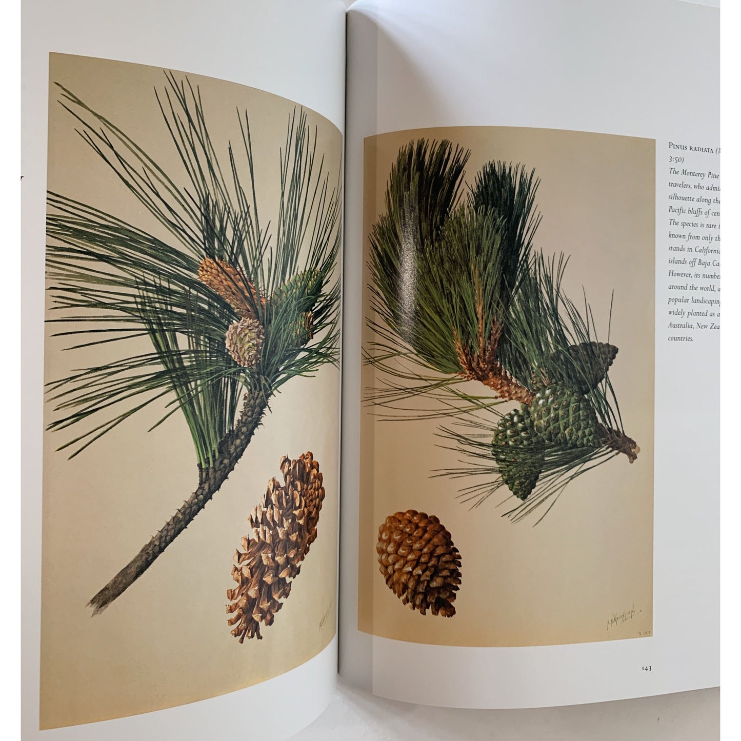 Plant Portraits: The California Legacy of A. R. Valentien, The Irvine Museum