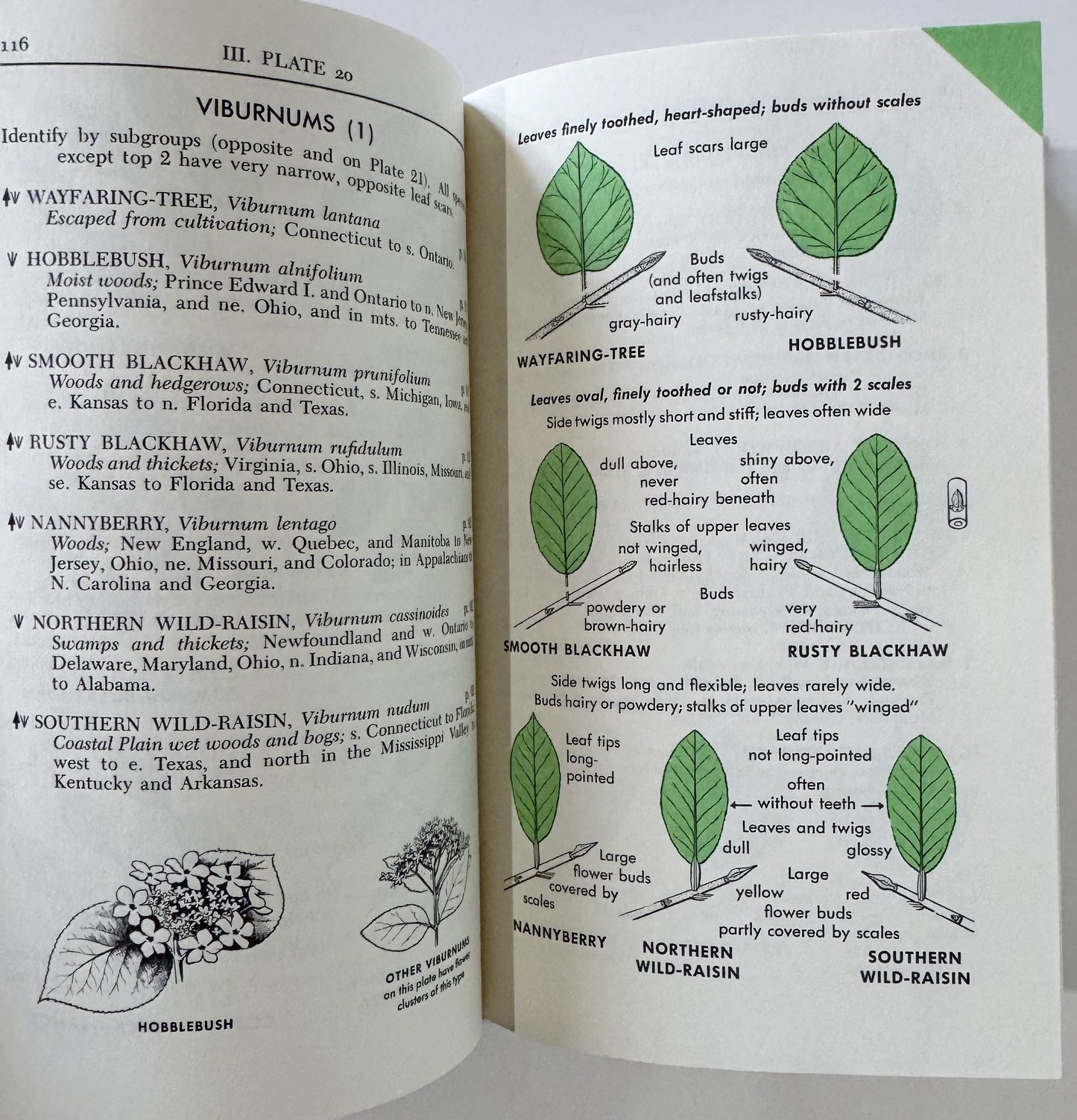 A Field Guide to Trees and Shrubs, Roger Tory Peterson 1972 Hardcover