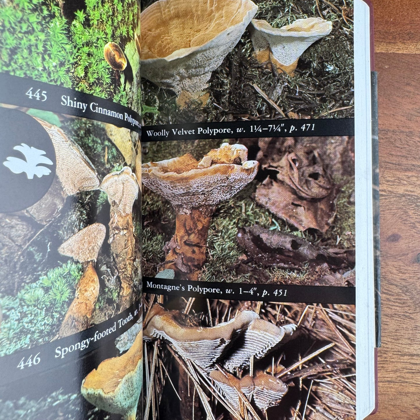 National Audubon Society Field Guide to North American Mushrooms, 1998