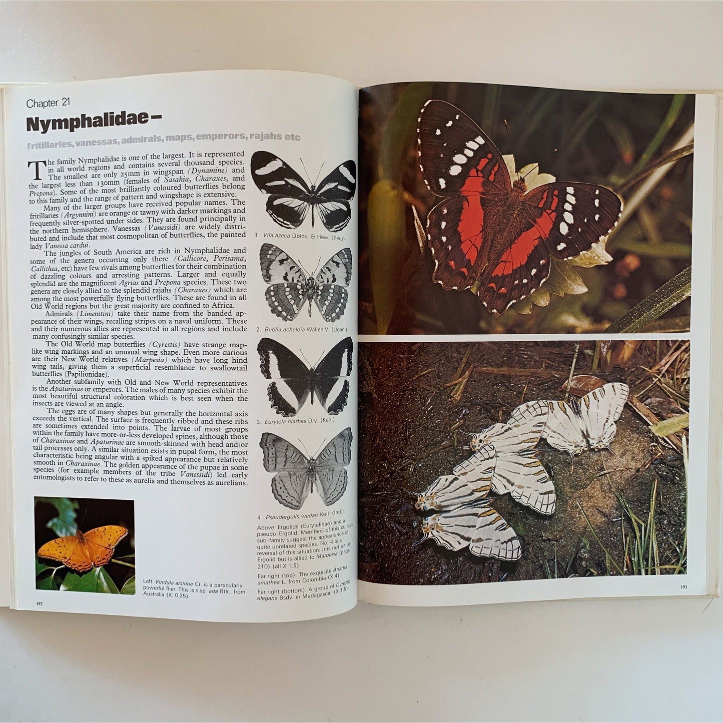 The Illustrated Encyclopedia of the Butterfly World, 1975 Oversized Book