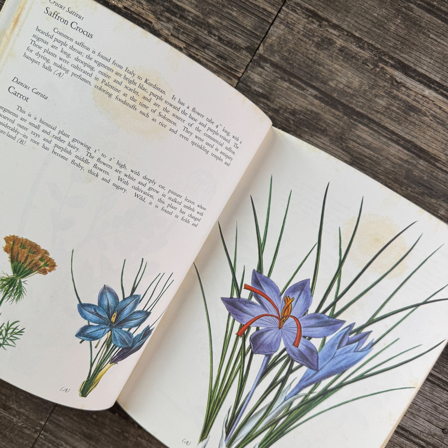 Wildflowers, Color Botanical Illustrations, 1973
