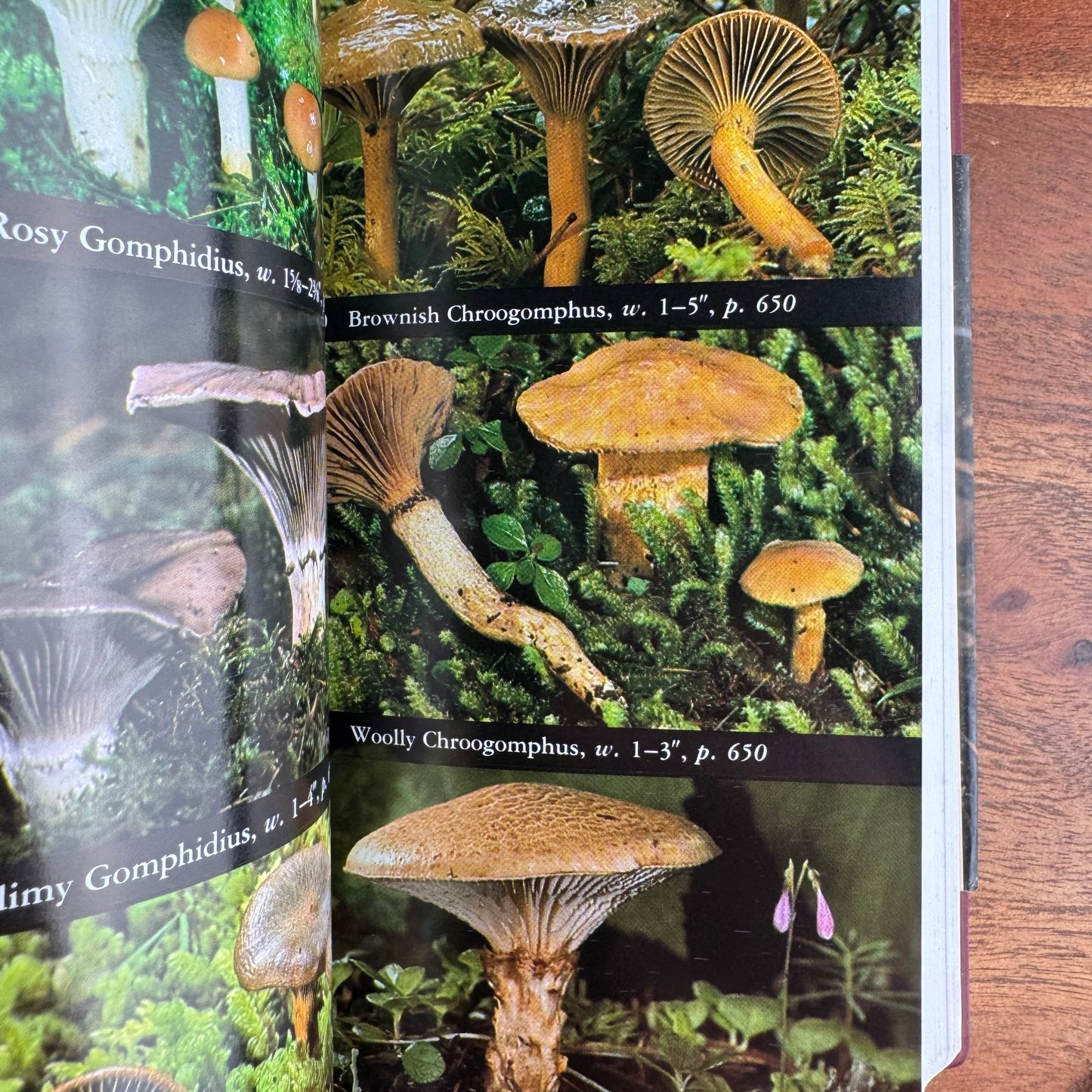 National Audubon Society Field Guide to North American Mushrooms, 1998