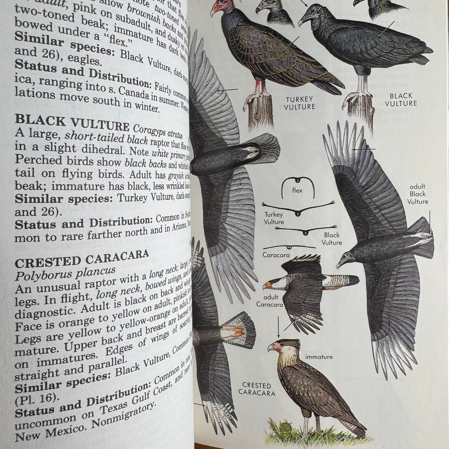 Peterson Field Guides: Hawks, Signed, Brian K. Wheeler, 1987 Paperback
