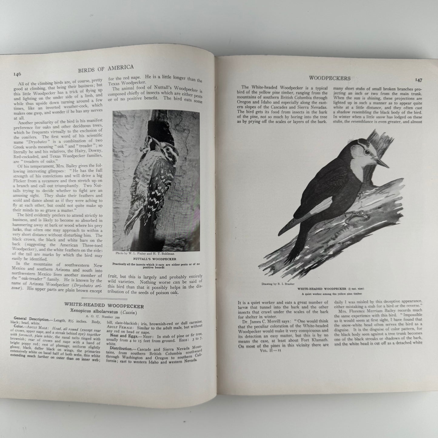Birds of America, Oversized Illustrated 1936 Hardcover, Brasher, Fuertes