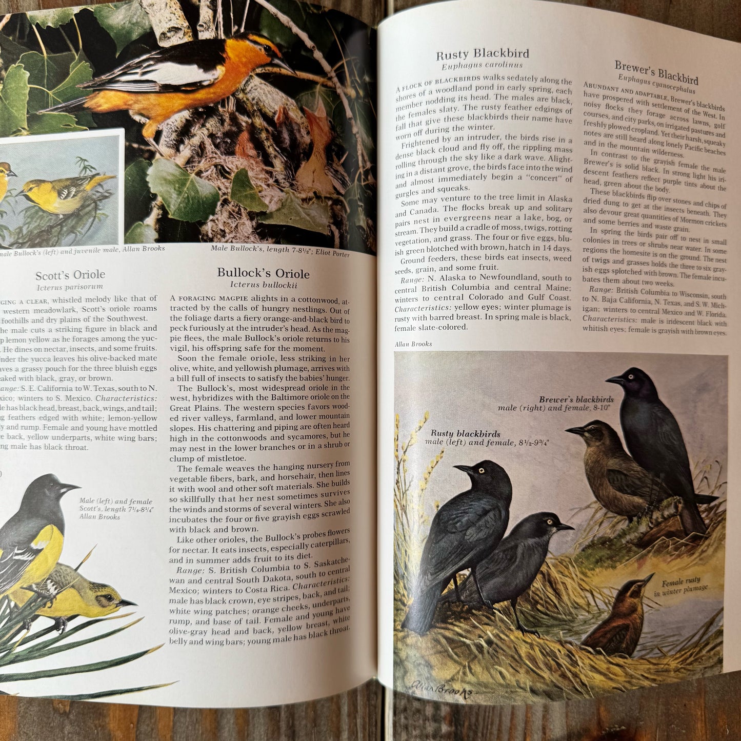 National Geographic Song and Garden Birds of North America, 1964
