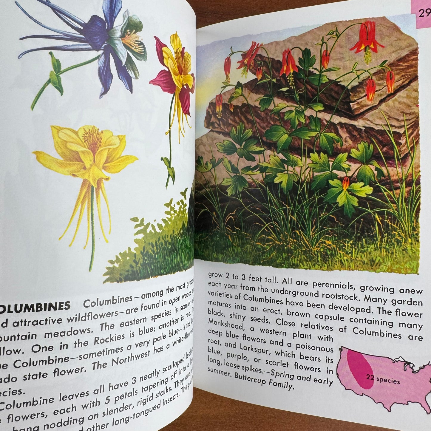Wildflowers A Golden Guide 2002 Paperback