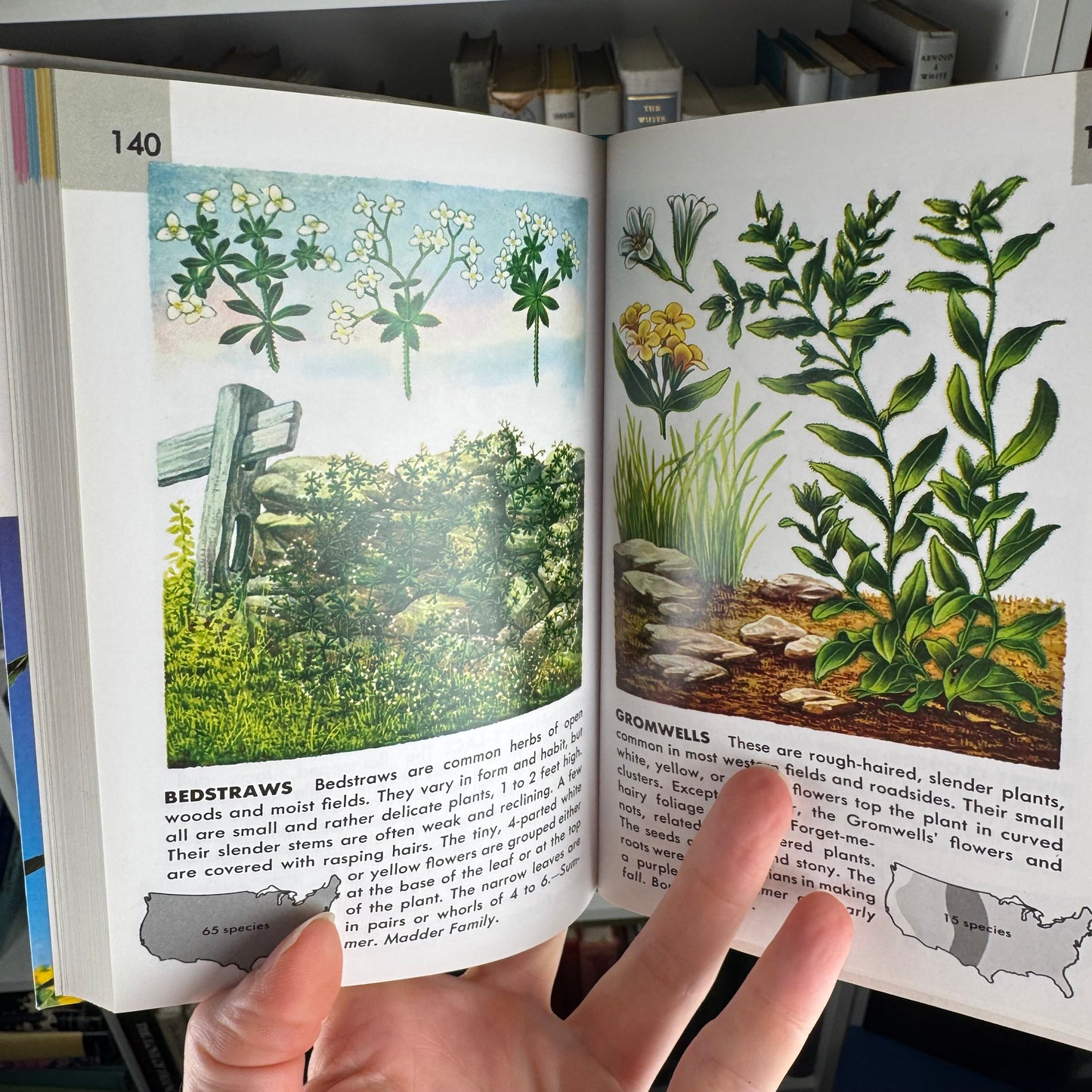 Wildflowers A Golden Guide 2002 Paperback