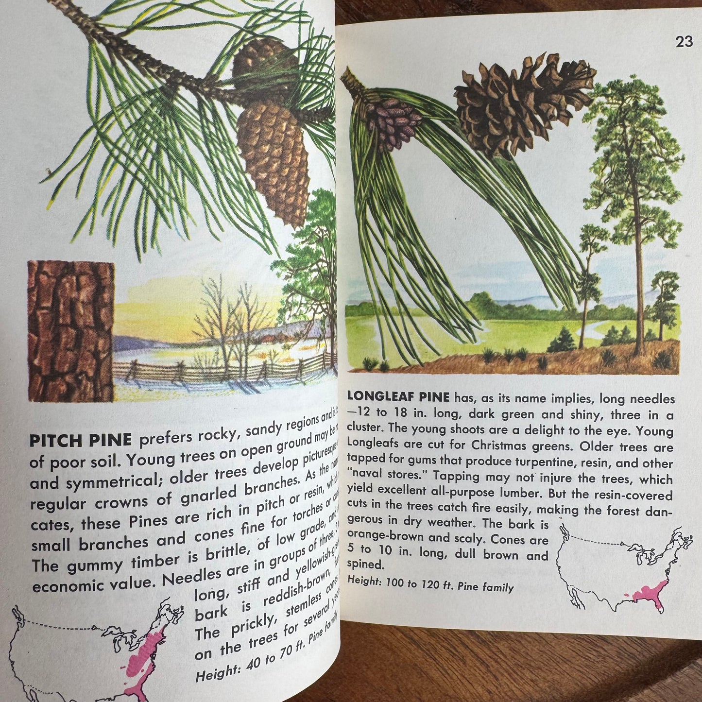 Trees - A Guide to Familiar American Trees, A Golden Nature Guide, 1956 Paperback