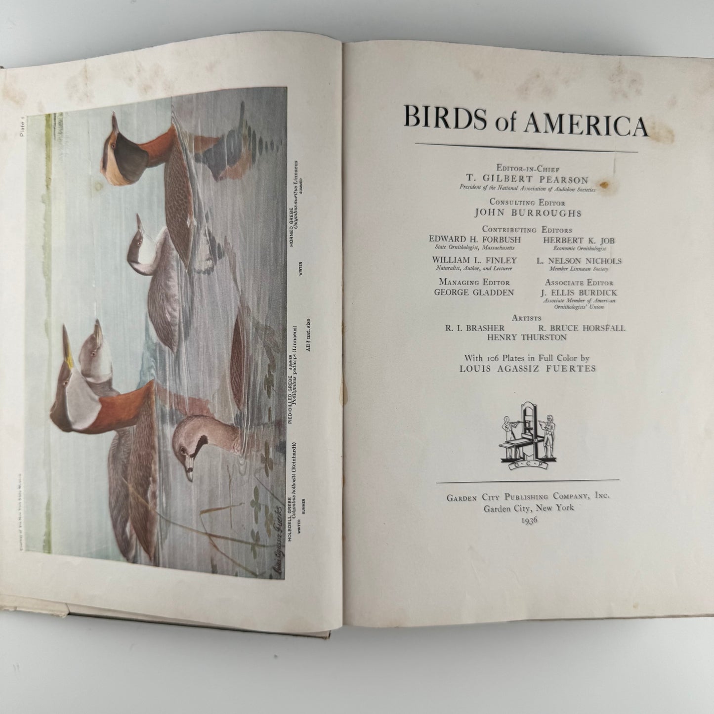 Birds of America, Oversized Illustrated 1936 Hardcover, Brasher, Fuertes