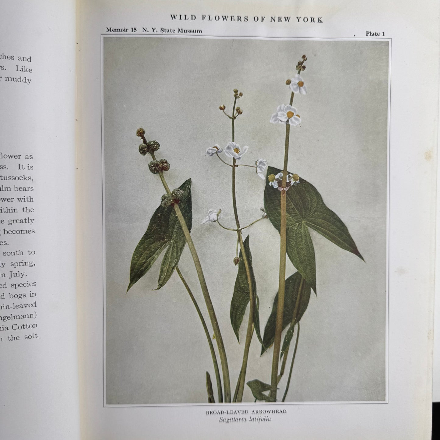 Wild Flowers of New York, 1919, Two Volume Set, NY State Museum Memoir 15