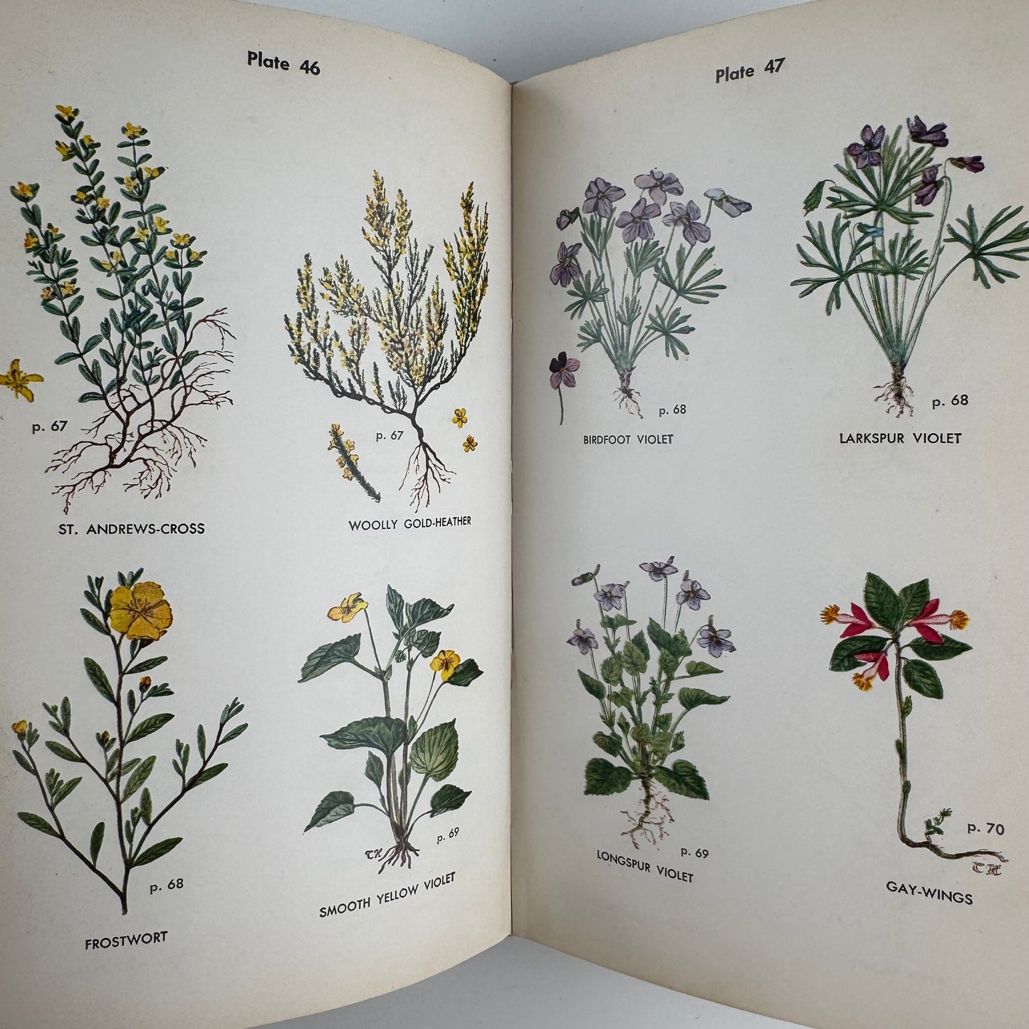 Wild Flower Guide: Northeastern and Midland United States, Doubleday Nature Guides, 1948