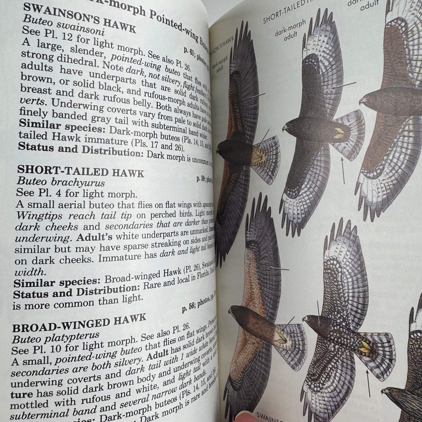 Peterson Field Guides: Hawks, Signed, Brian K. Wheeler, 1987 Paperback