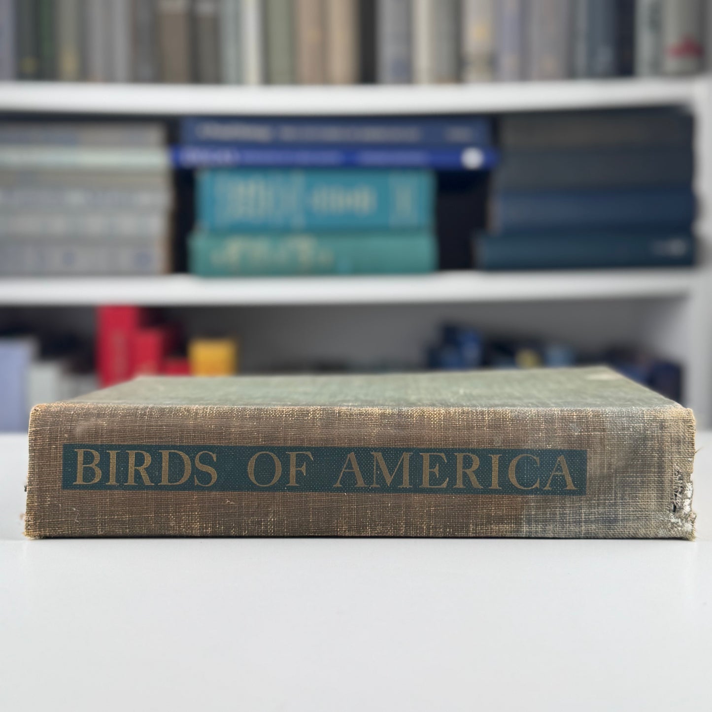 Birds of America, Oversized Illustrated 1936 Hardcover, Brasher, Fuertes