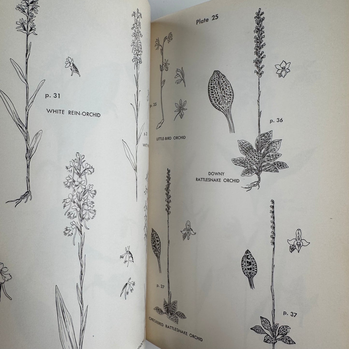 Wild Flower Guide: Northeastern and Midland United States, Doubleday Nature Guides, 1948
