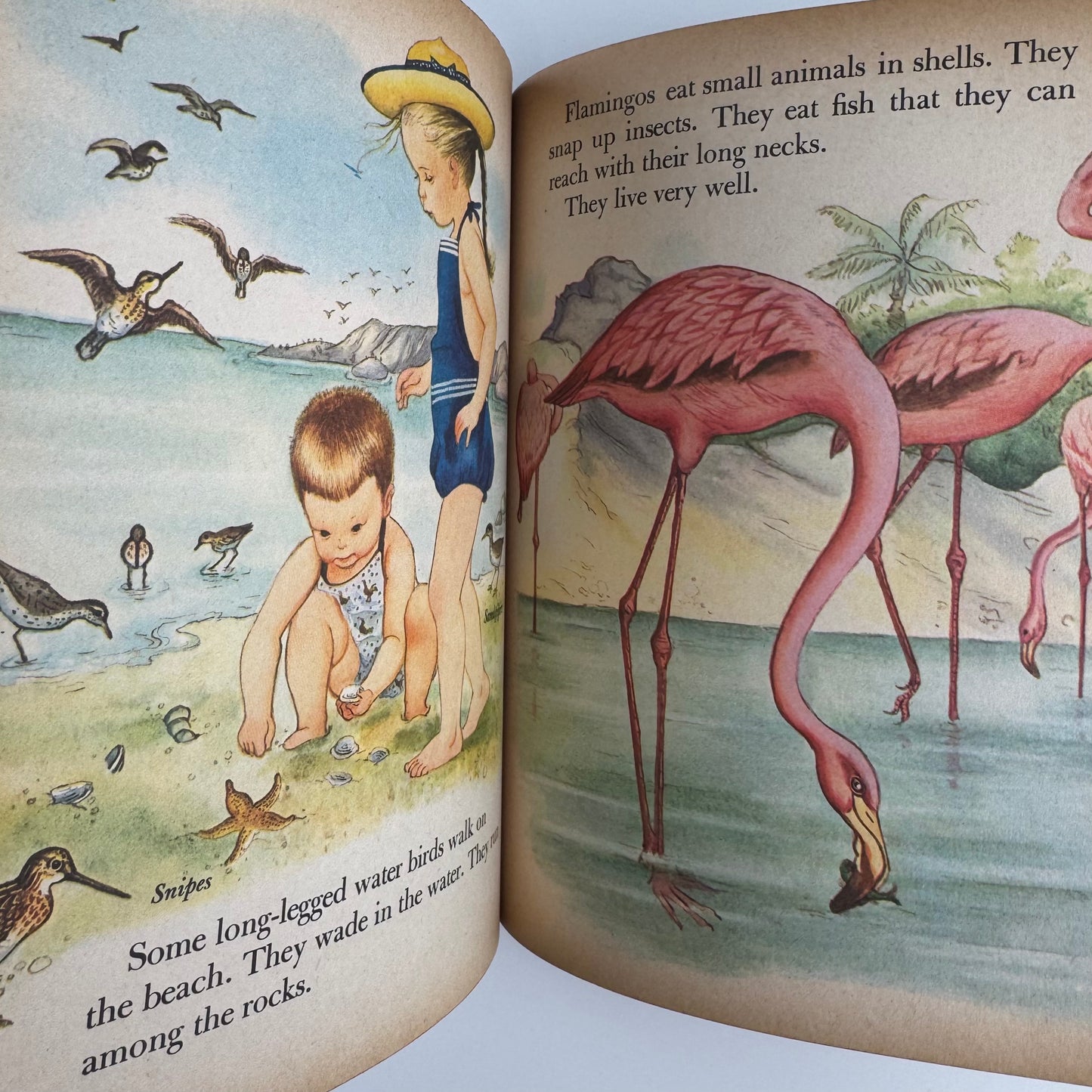 Birds, A Giant Little Golden Book: 56 Full Color Bird Illustrations, 1958 First Edition "A" Hardcover Nature Study