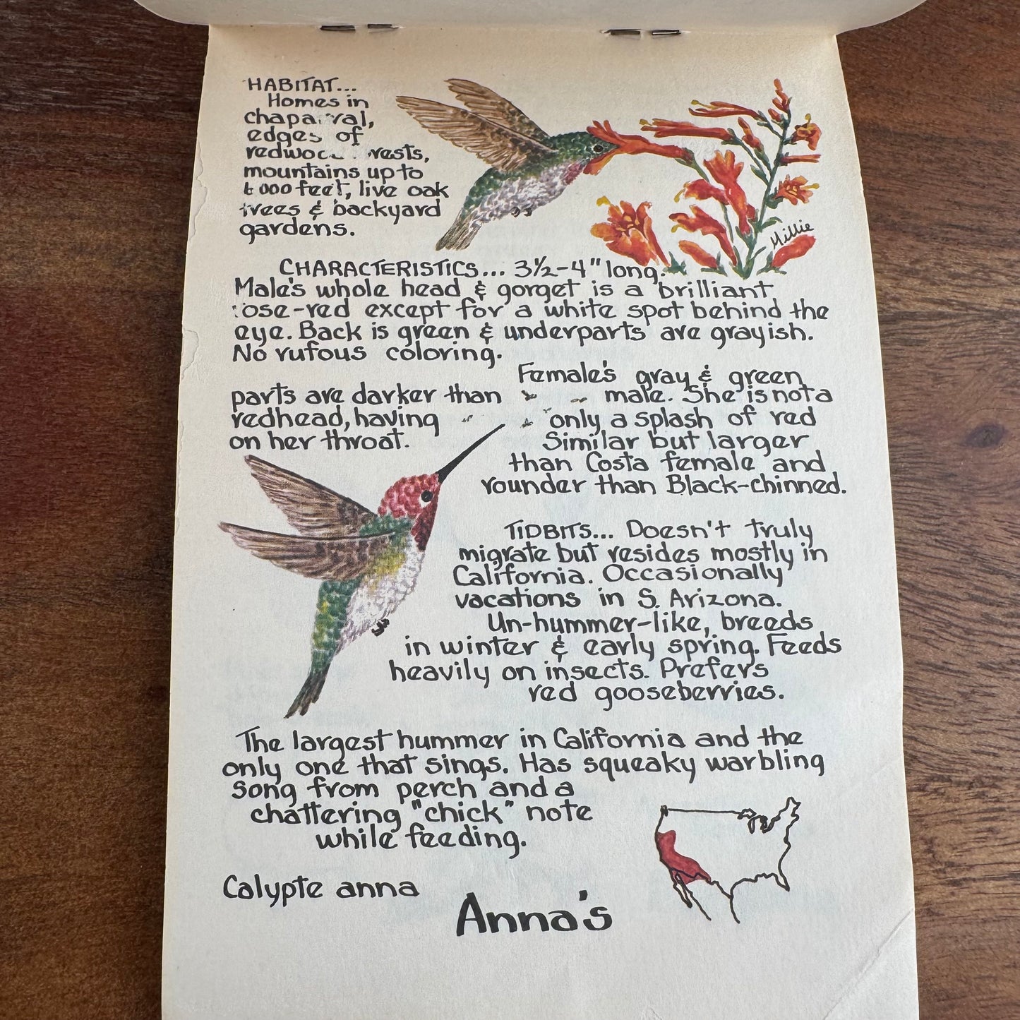 Hummers: Hummingbirds of North America, Millie & Cyndi's Pocket Nature Guides, `987