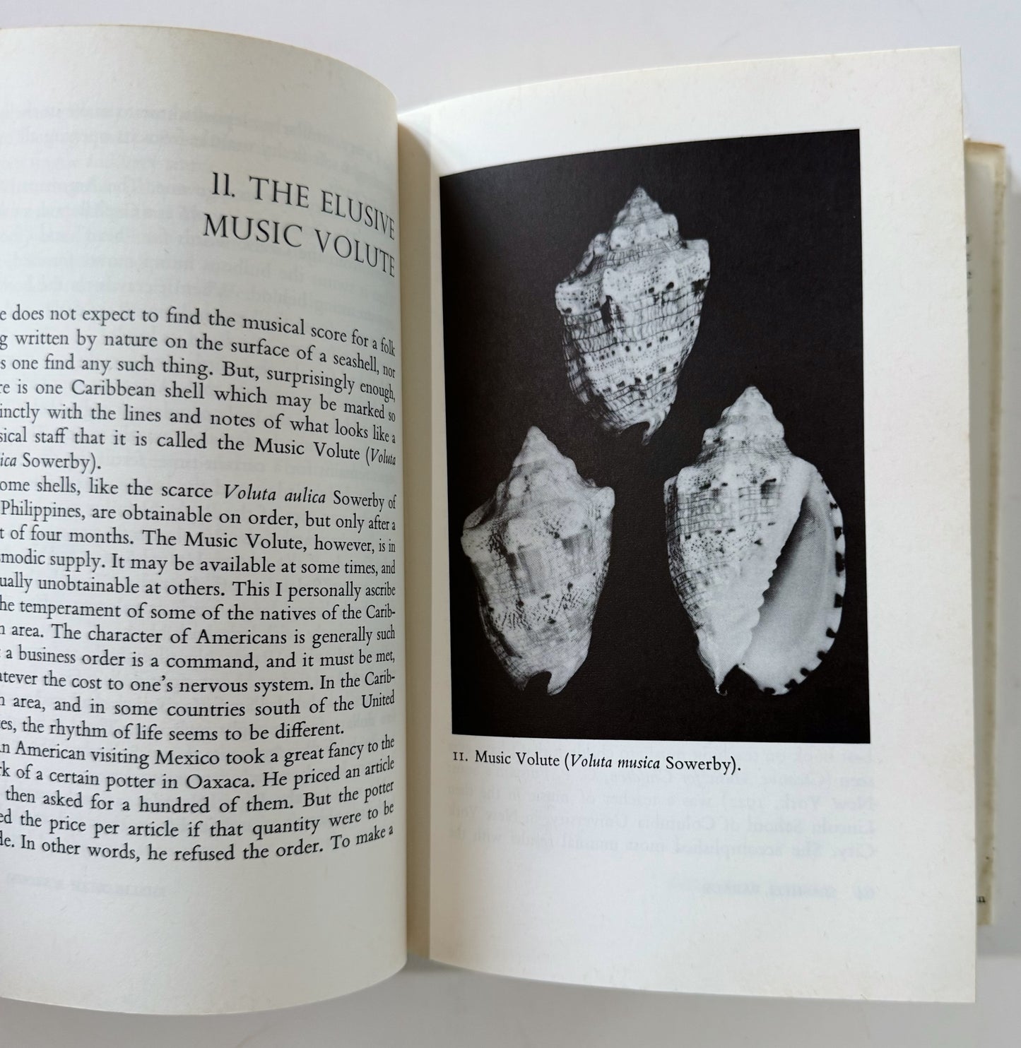 Seashell Parade: Fascinating Facts, Pictures, and Stories, Hardcover 1973