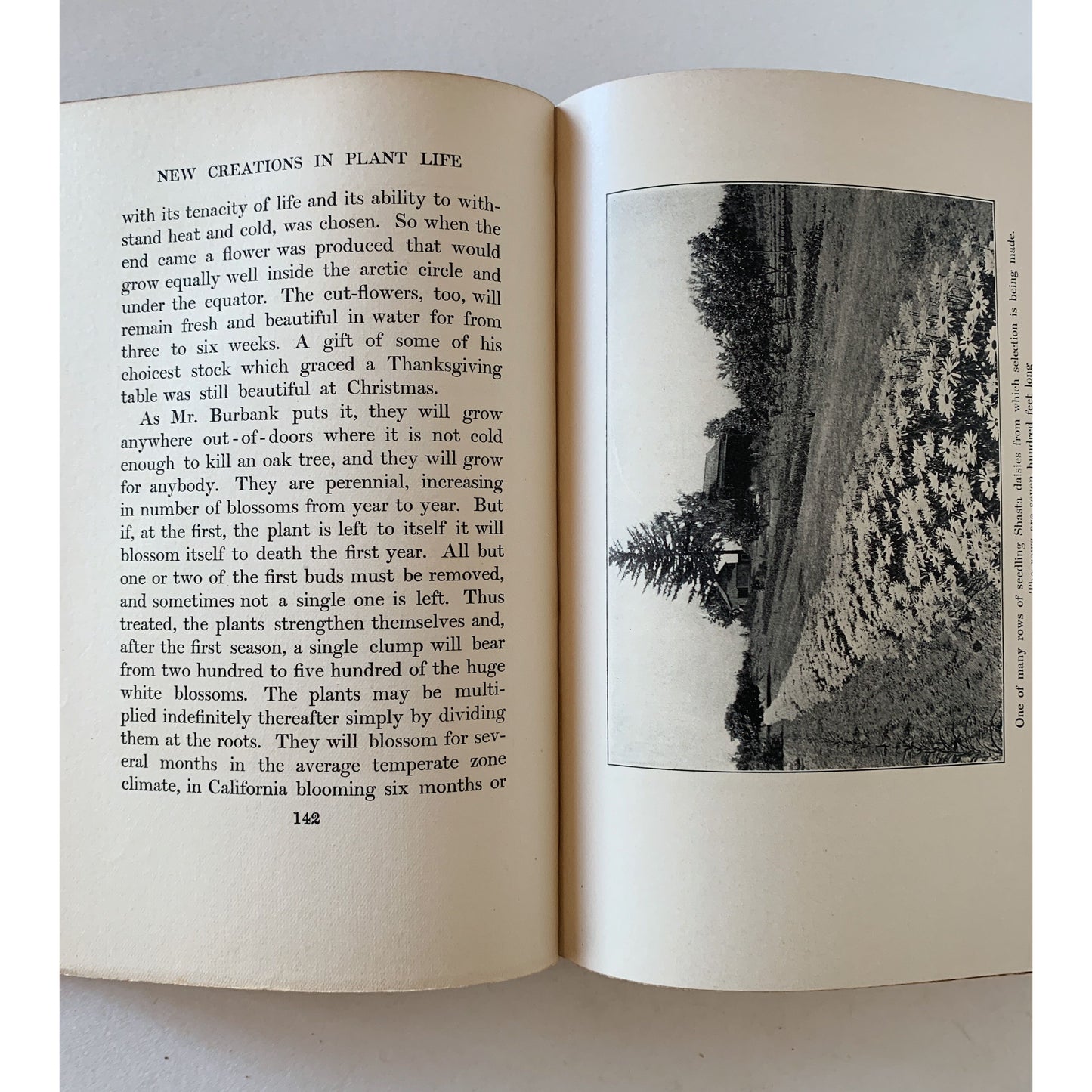 New Creations in Plant Life: An Authoritative Account of the Life and Work of Luther Burbank, 1906