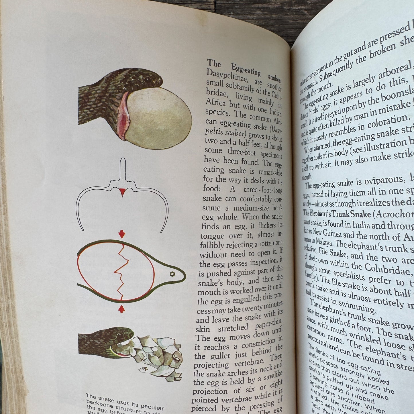 Snakes of the World, John Stidworthy, 1978 Hardcover