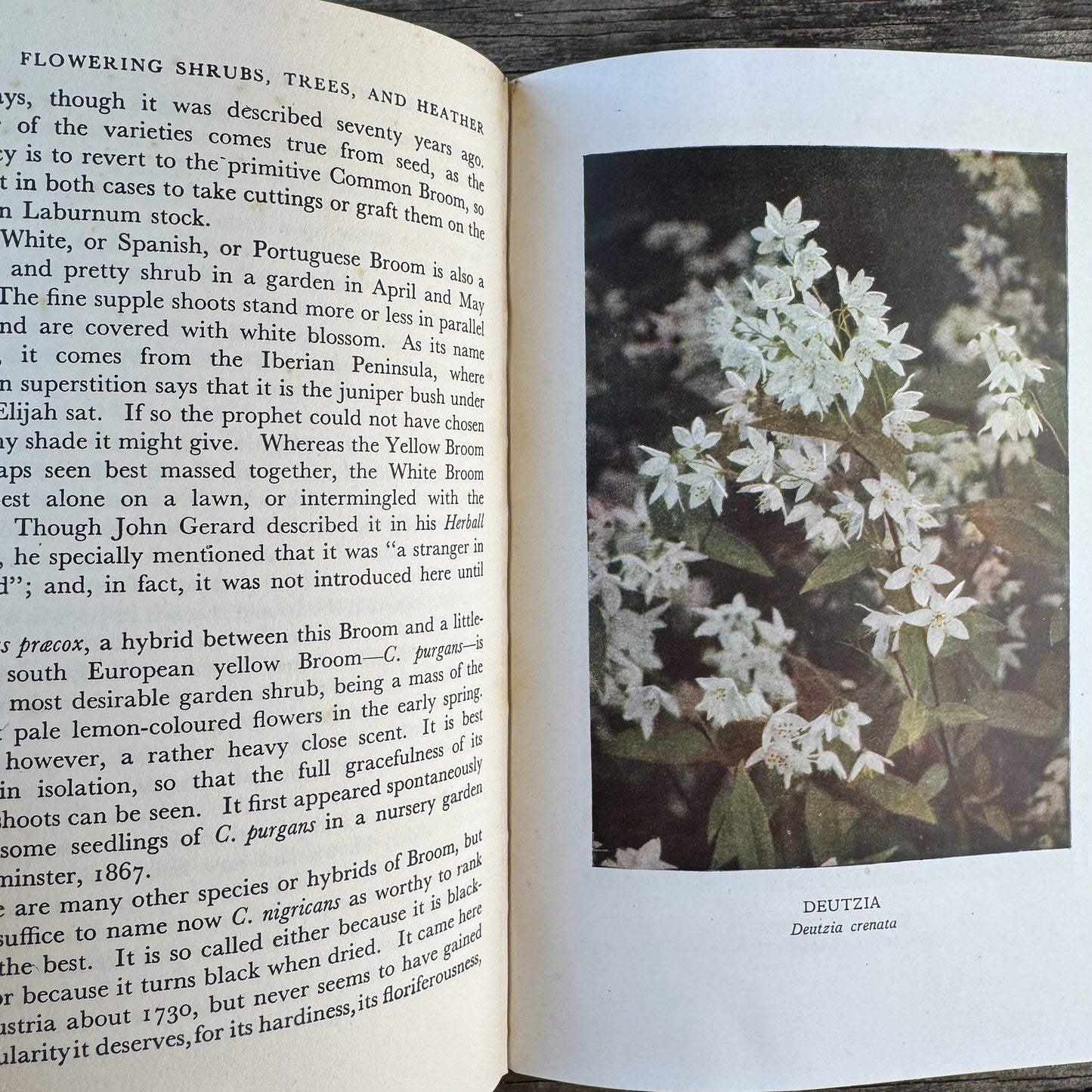 Beautiful Flowering Shrubs, Trees and Heather, G. Clarke Nuttall, 1953