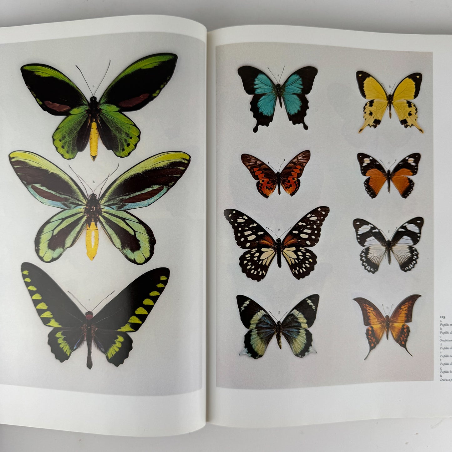 The Dictionary of Butterflies and Moths in Color, 1975 Oversized Illustrated