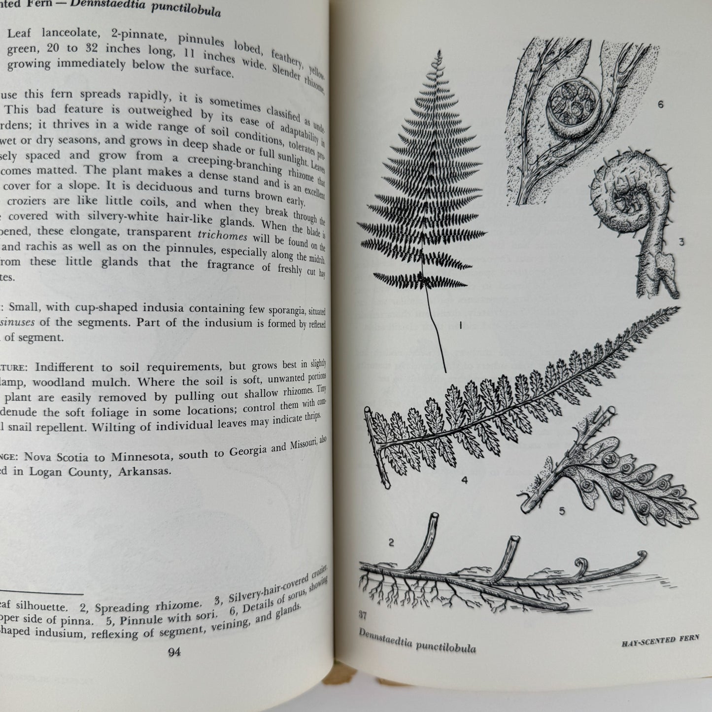 Ferns to Know and Grow, 1971, Illustrated Nature Book